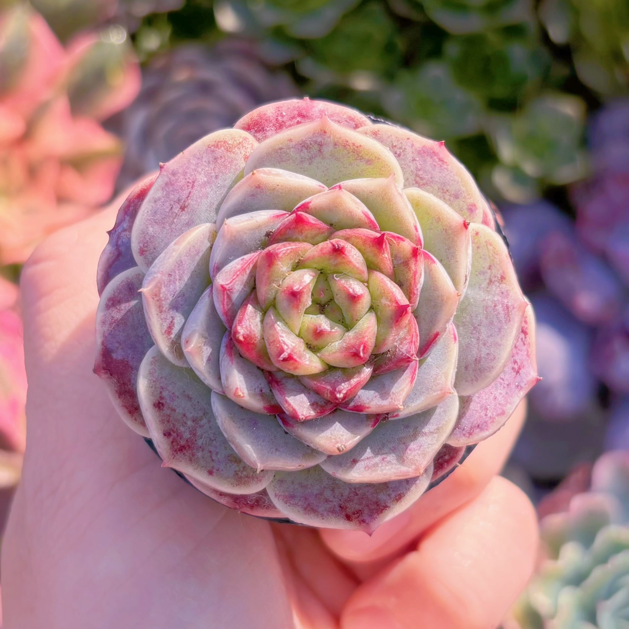 多肉植物　レッドベルベット(S)　新入荷　るる農園