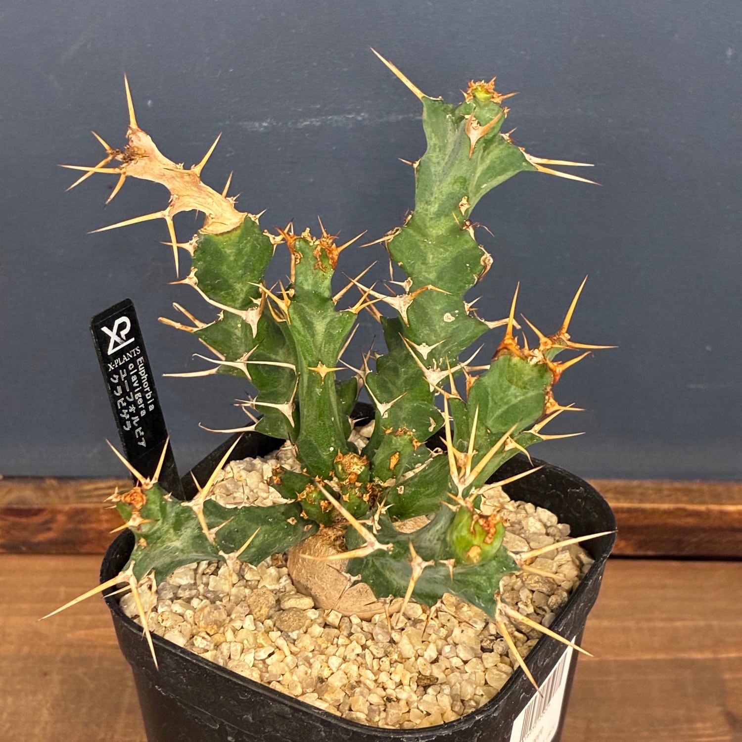 塊根植物 | PROTOLEAF プロトリーフ