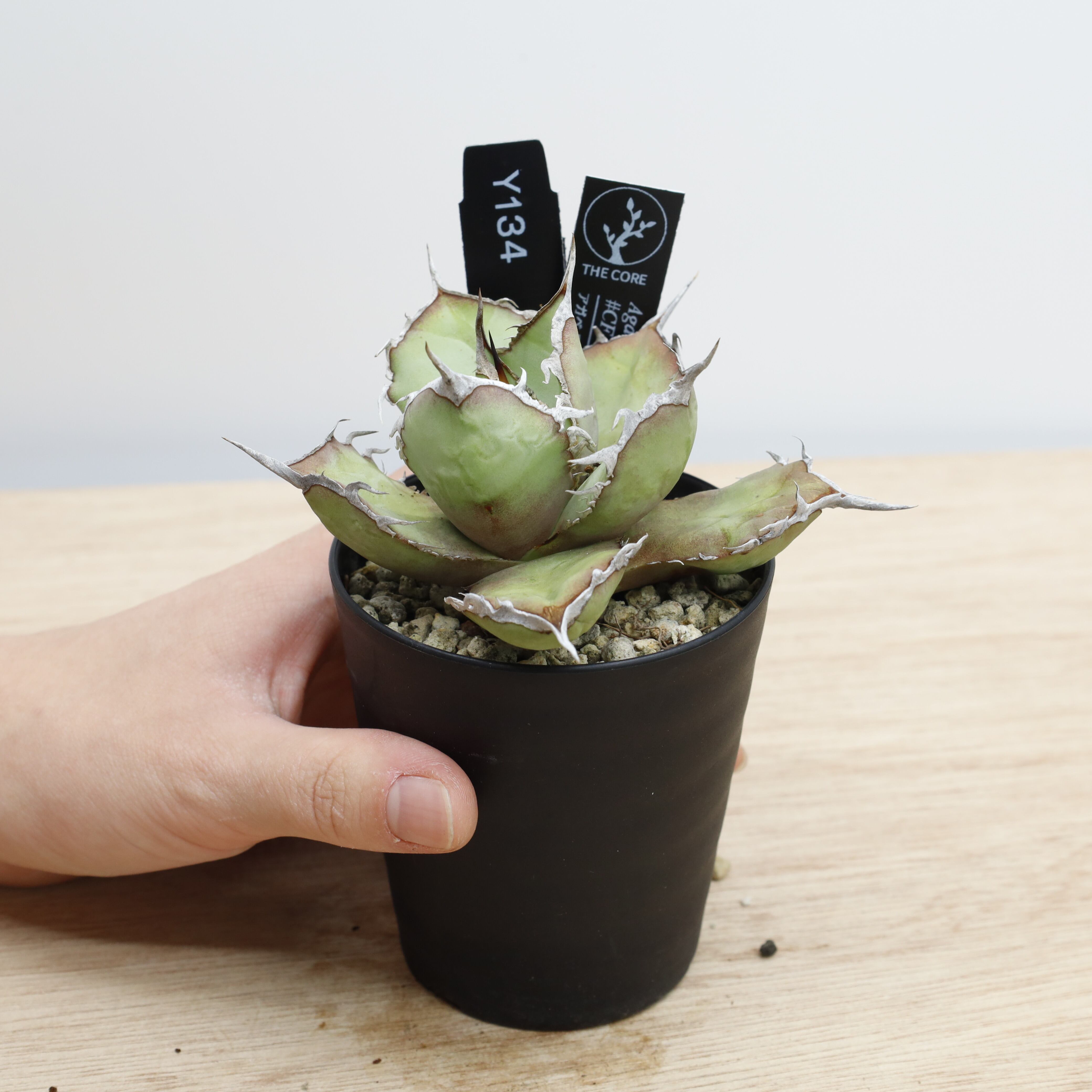 アガベ チタノタ #CF-002 | THE CORE