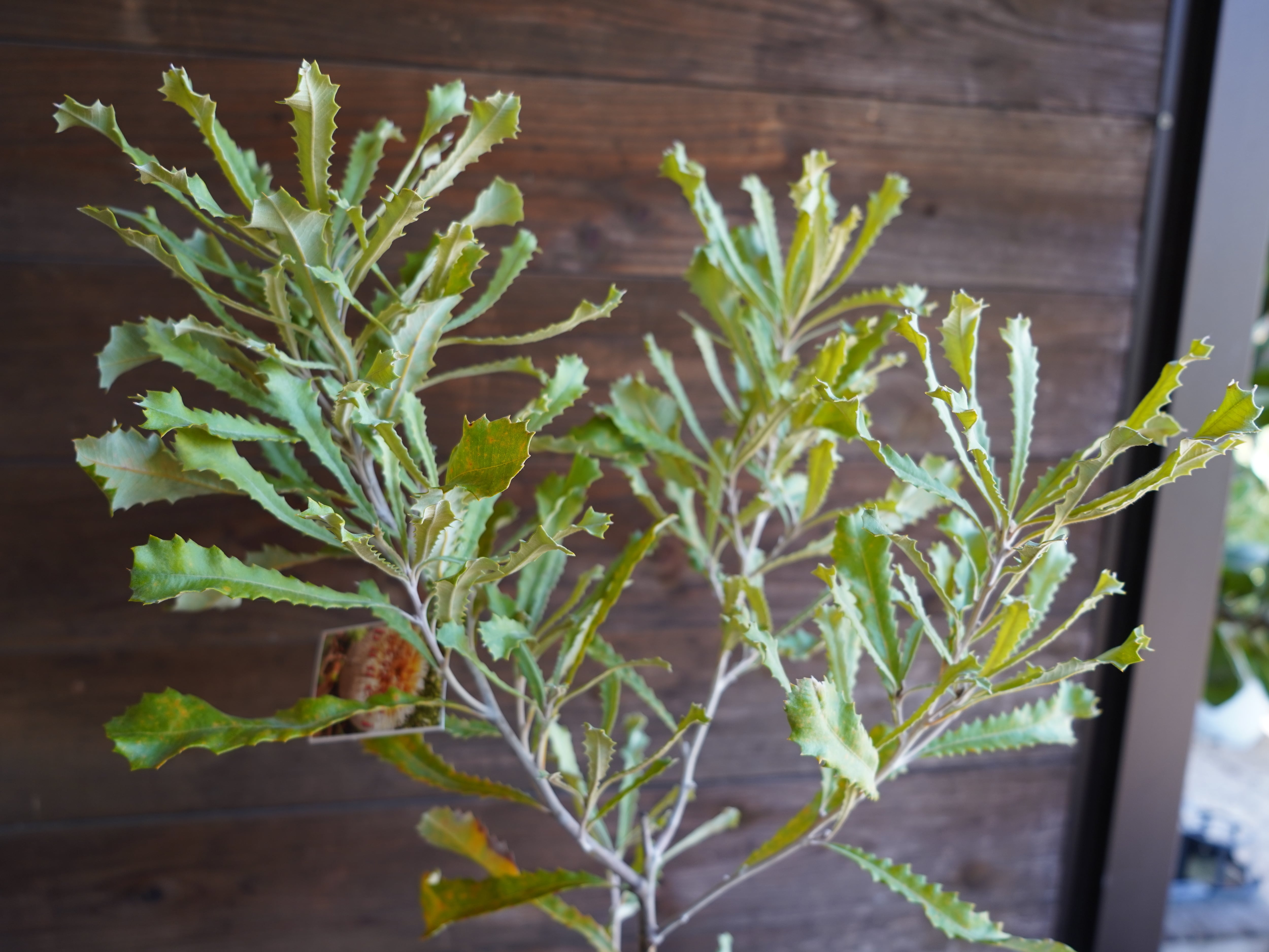 【現物】バンクシア ”バウエリ” A