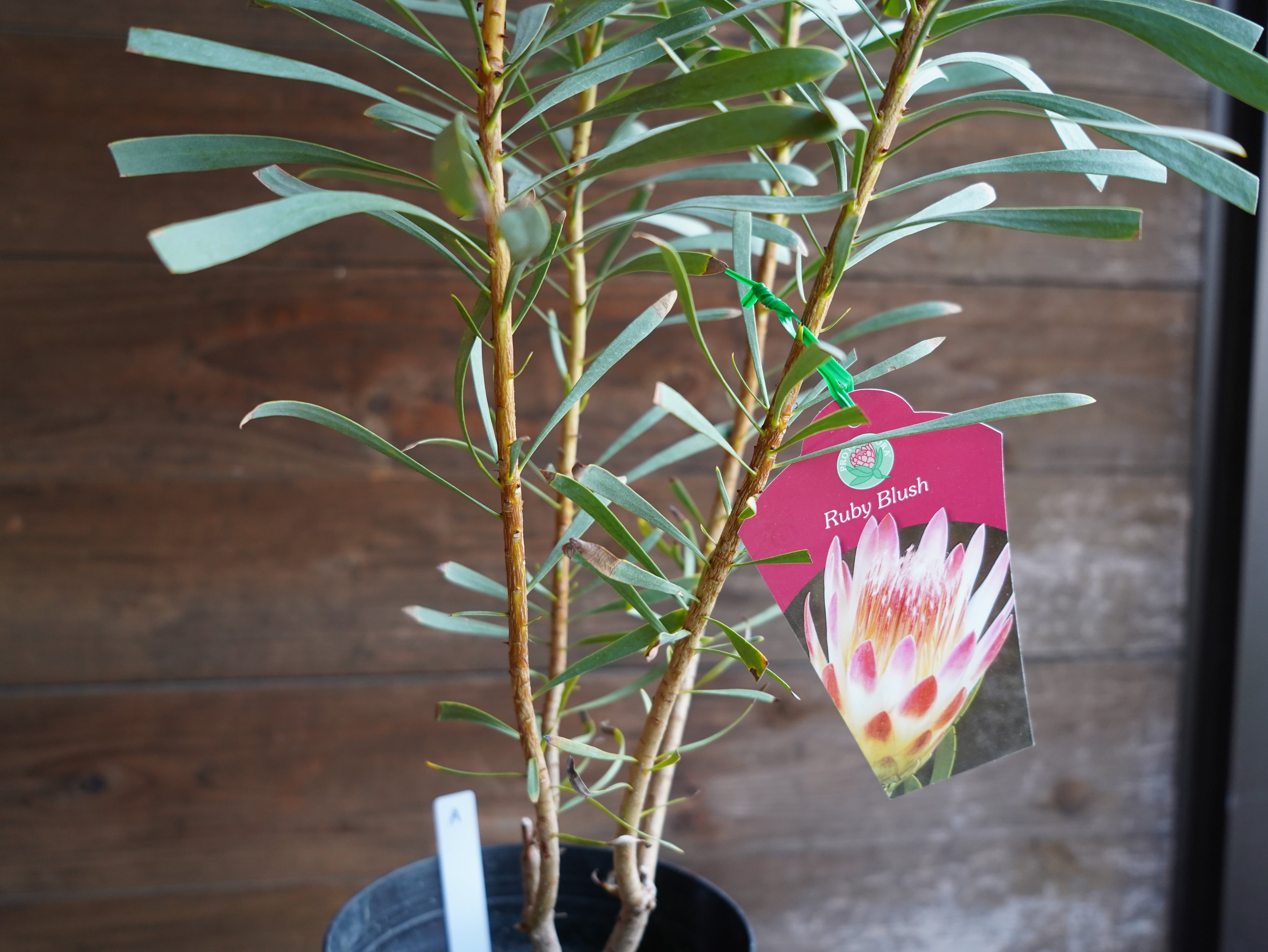 【現物】プロテア　”ルビーブラッシュ”　6号　A