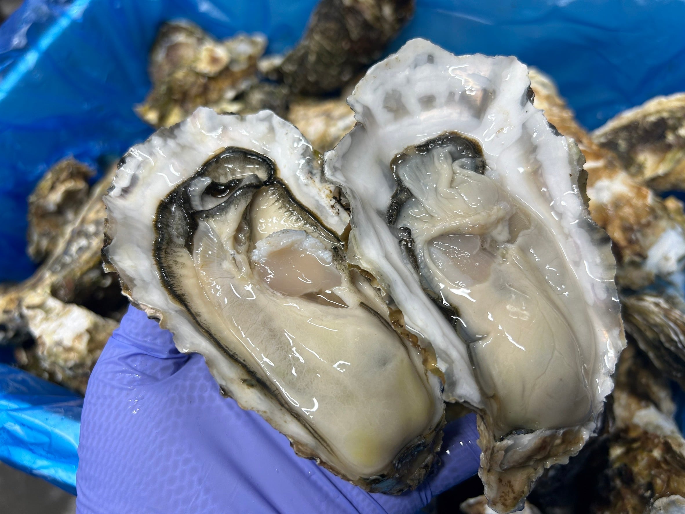 宮城県石巻産 殻付き牡蠣8キロ クール便発送！！