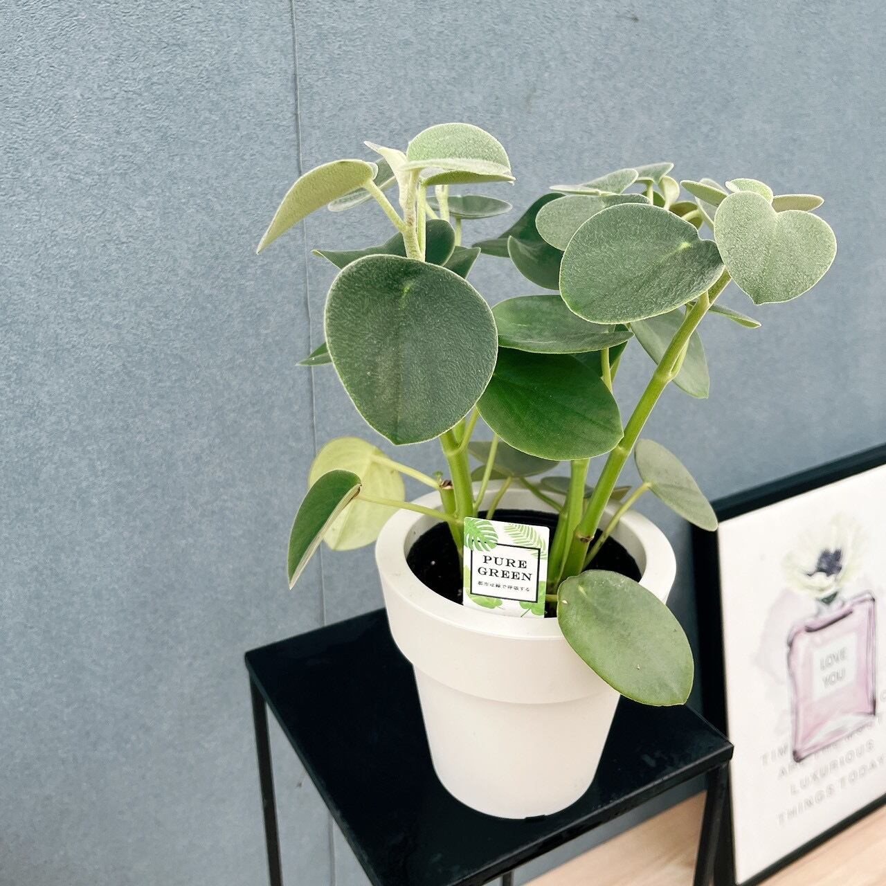 レアペペロミア5点セット♡ 観葉植物 室内 ミニサイズ 現品］【希少】♡かわいい♡ 1番 ペペロミア ホバリア 5号 観葉植物