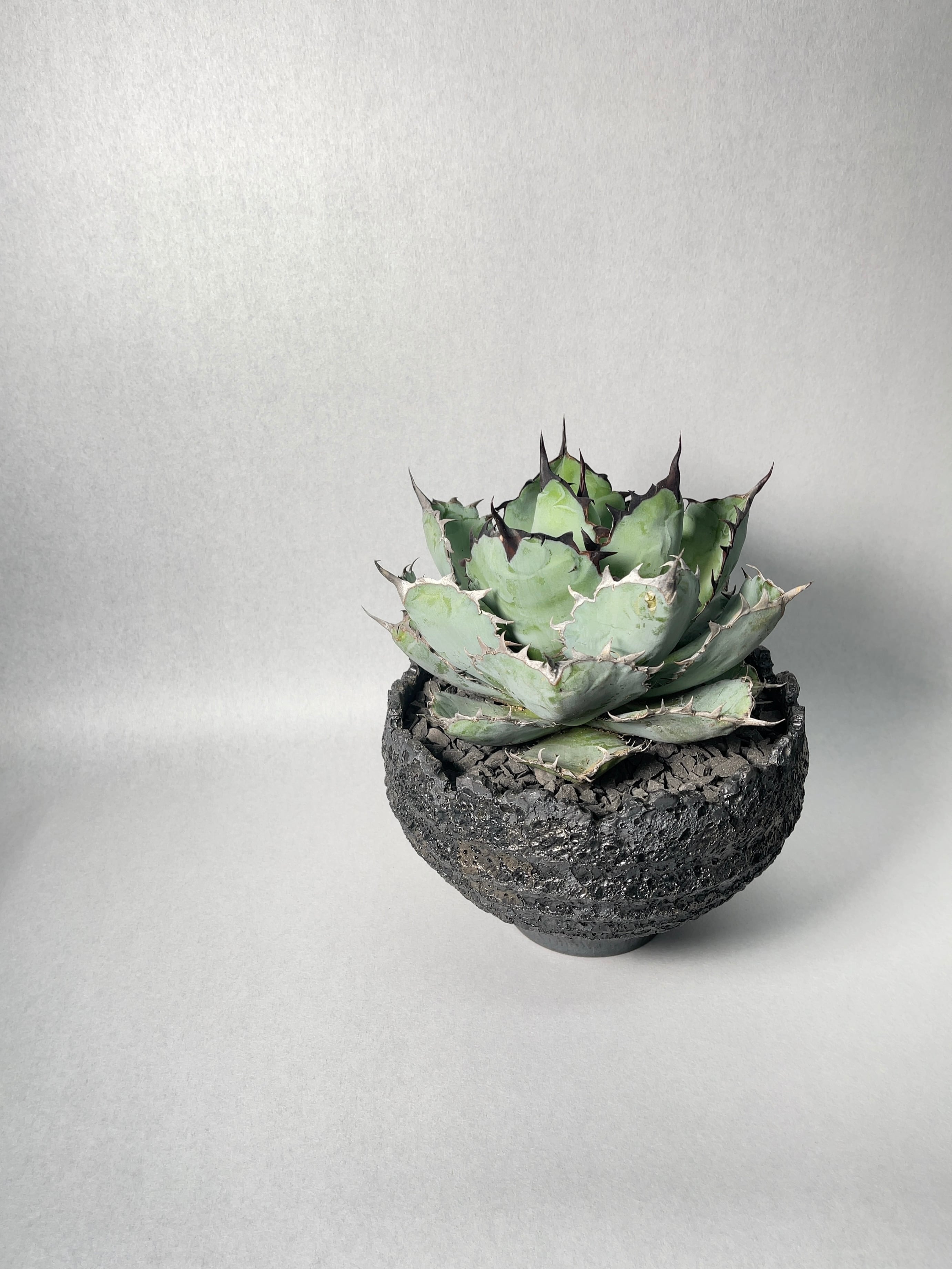 アガベ・ブラックアンドブルー | trigger