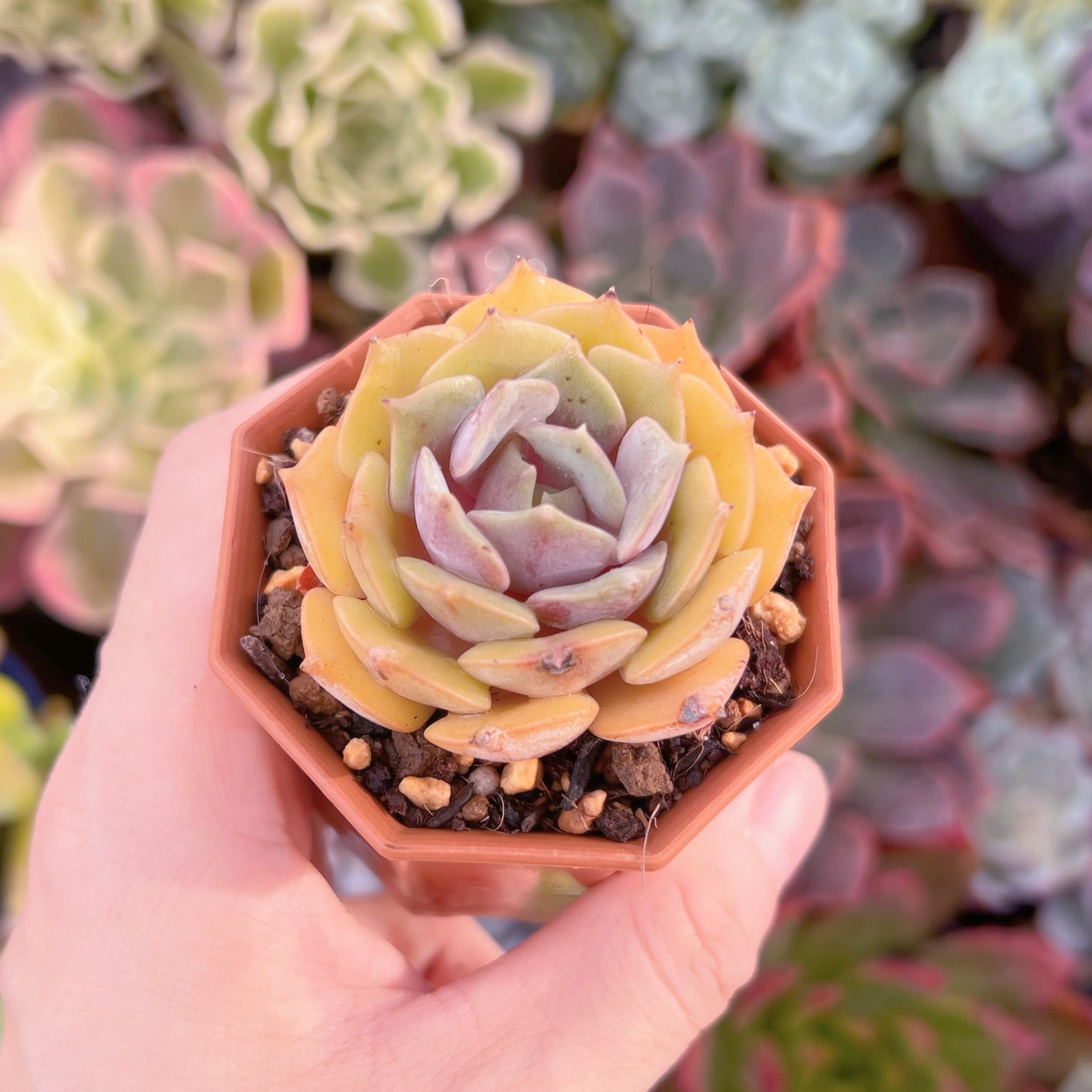 紫姫錦　多肉植物 多肉植物 紫姫 新入荷 るる農園 | るる農園~多肉植物専門