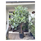 Eucalyptus globulus