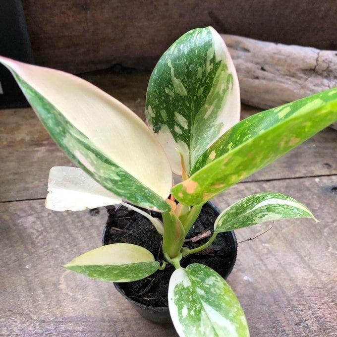 トータム フィロデンドロン 細葉 切れ込み 観葉植物 | 植物の店ベリー