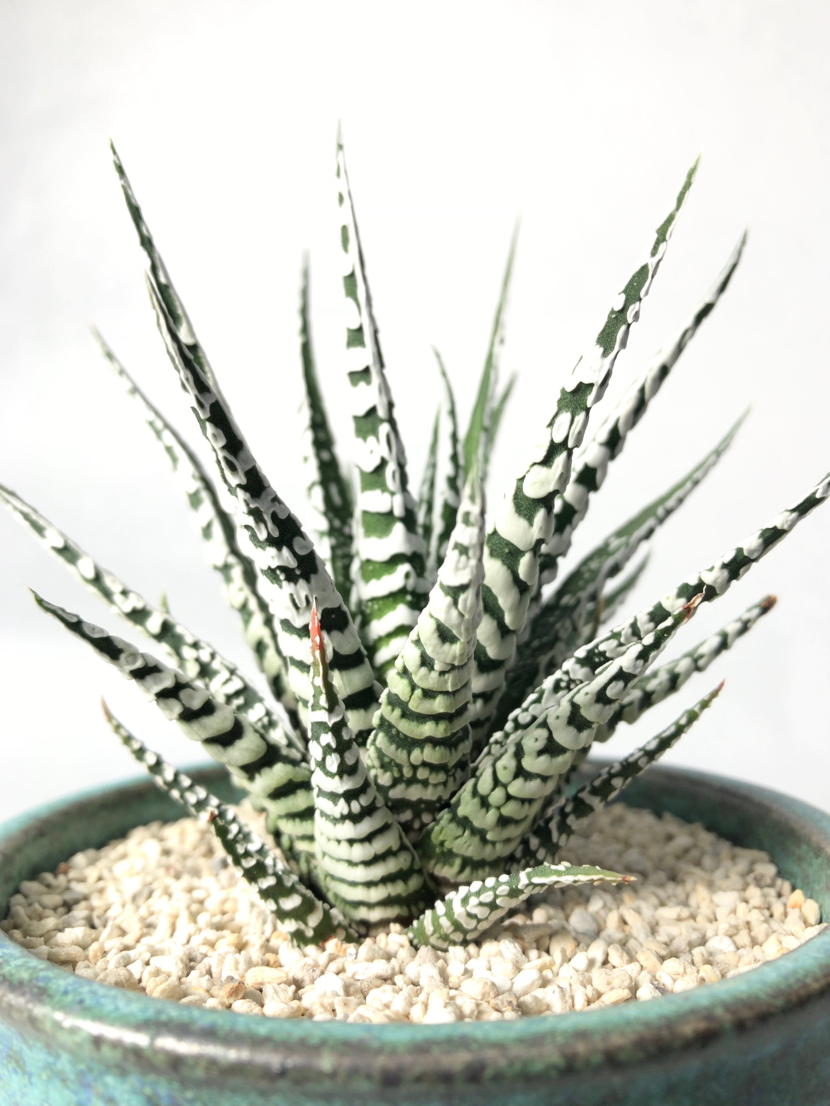 アロエ・ヘラクレス | trigger