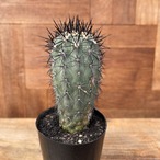 Copiapoa calderana【コピアポア・カルデラナ・実生】