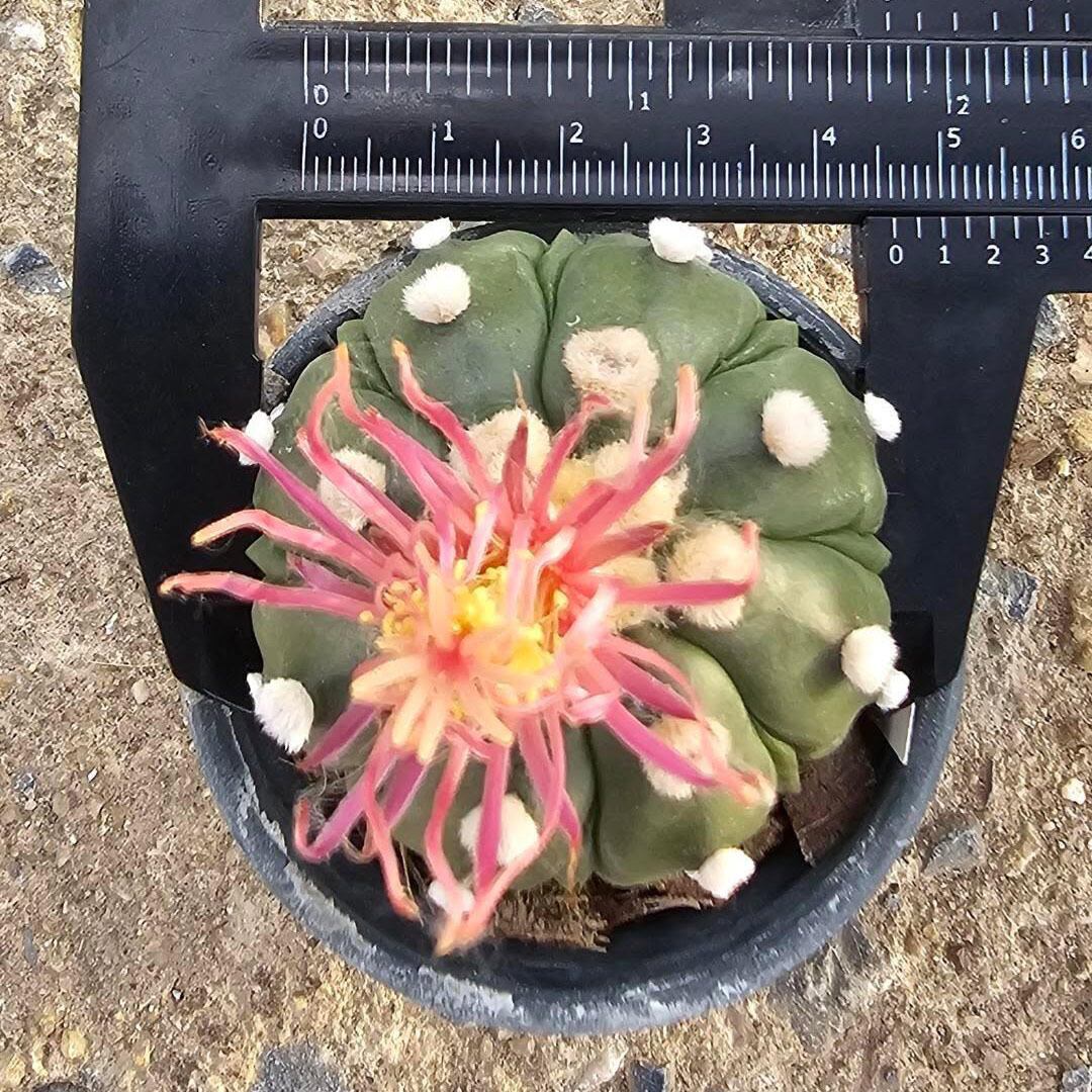 多肉植物　特注ランダムパック　専用 多肉植物 X42 ハロウィーン 105苗 土根付き エケベリア セダム