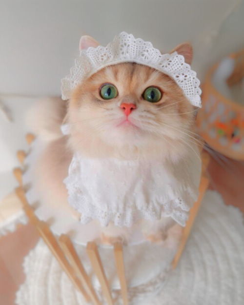 即納 ヨーグルトフリル帽子＆スタイ / 2set 【韓国ブランドDALDANG】