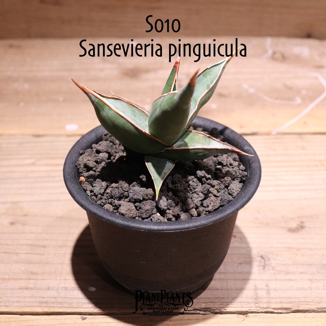 【送料無料】Sansevieria rorida〔サンスベリア〕現品発送S0001