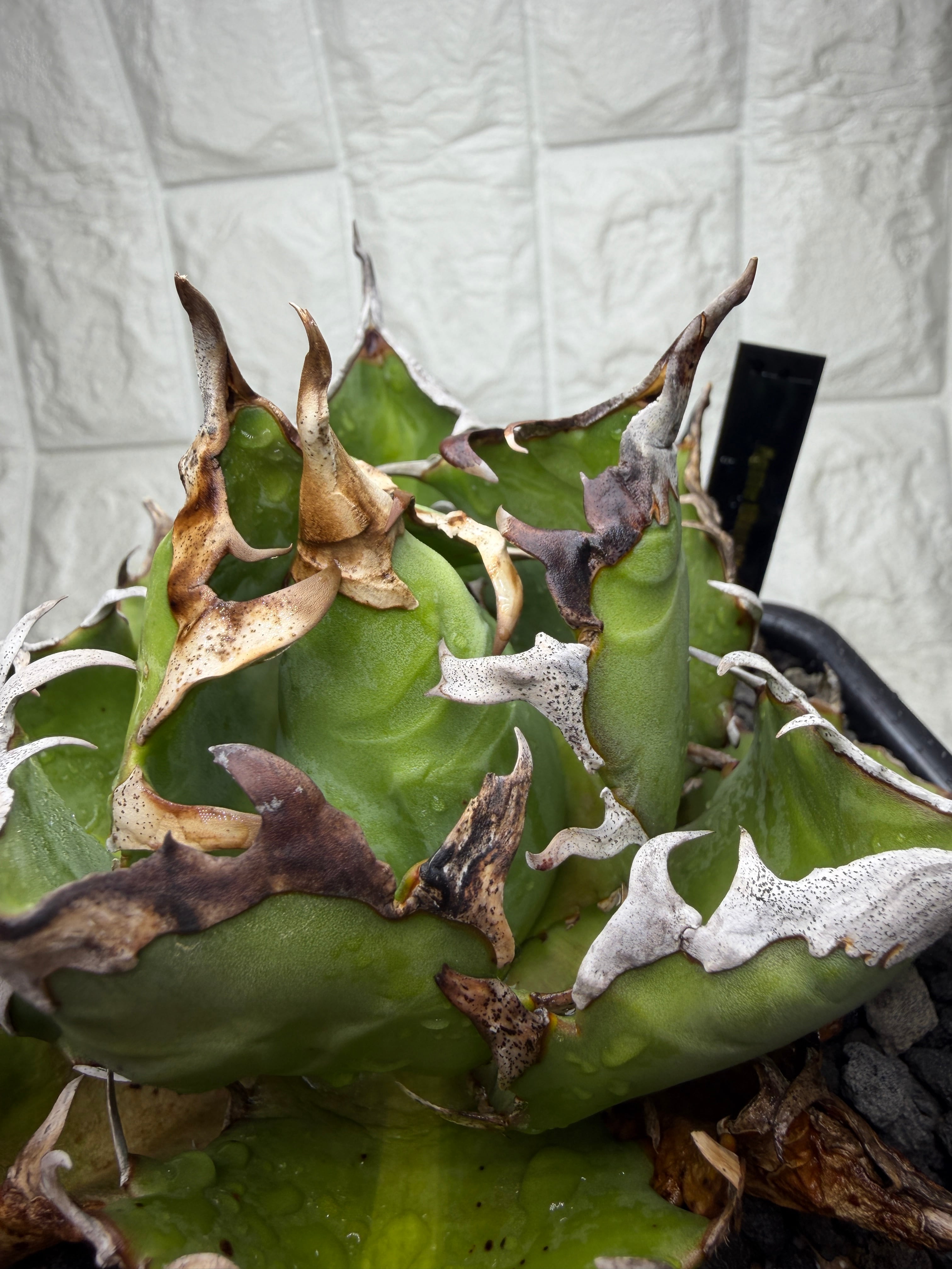CJ PLANTS 鬼之刃 Agave アガベ | AZ.PLANTS