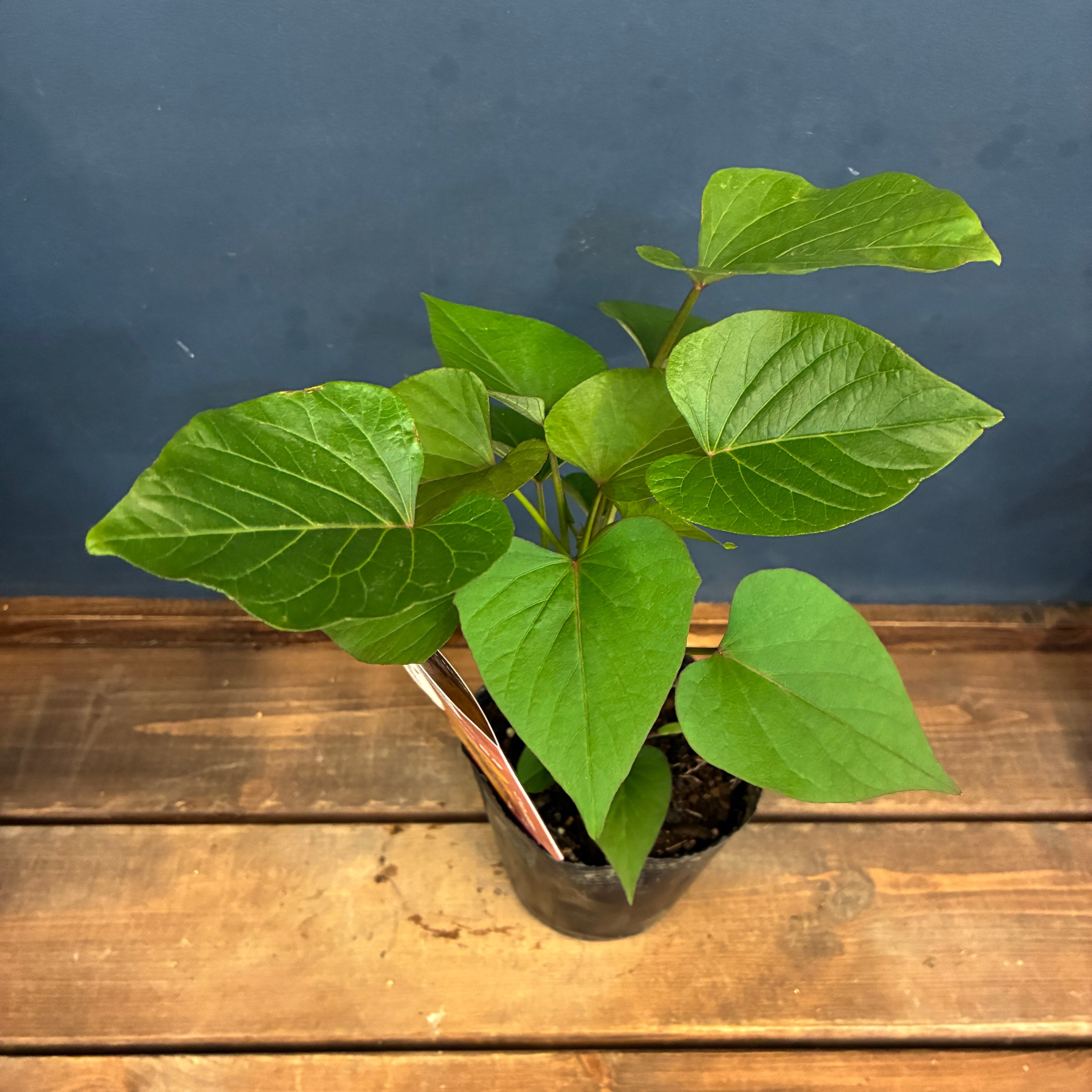 さつまいも べにはるか | PROTOLEAF プロトリーフ