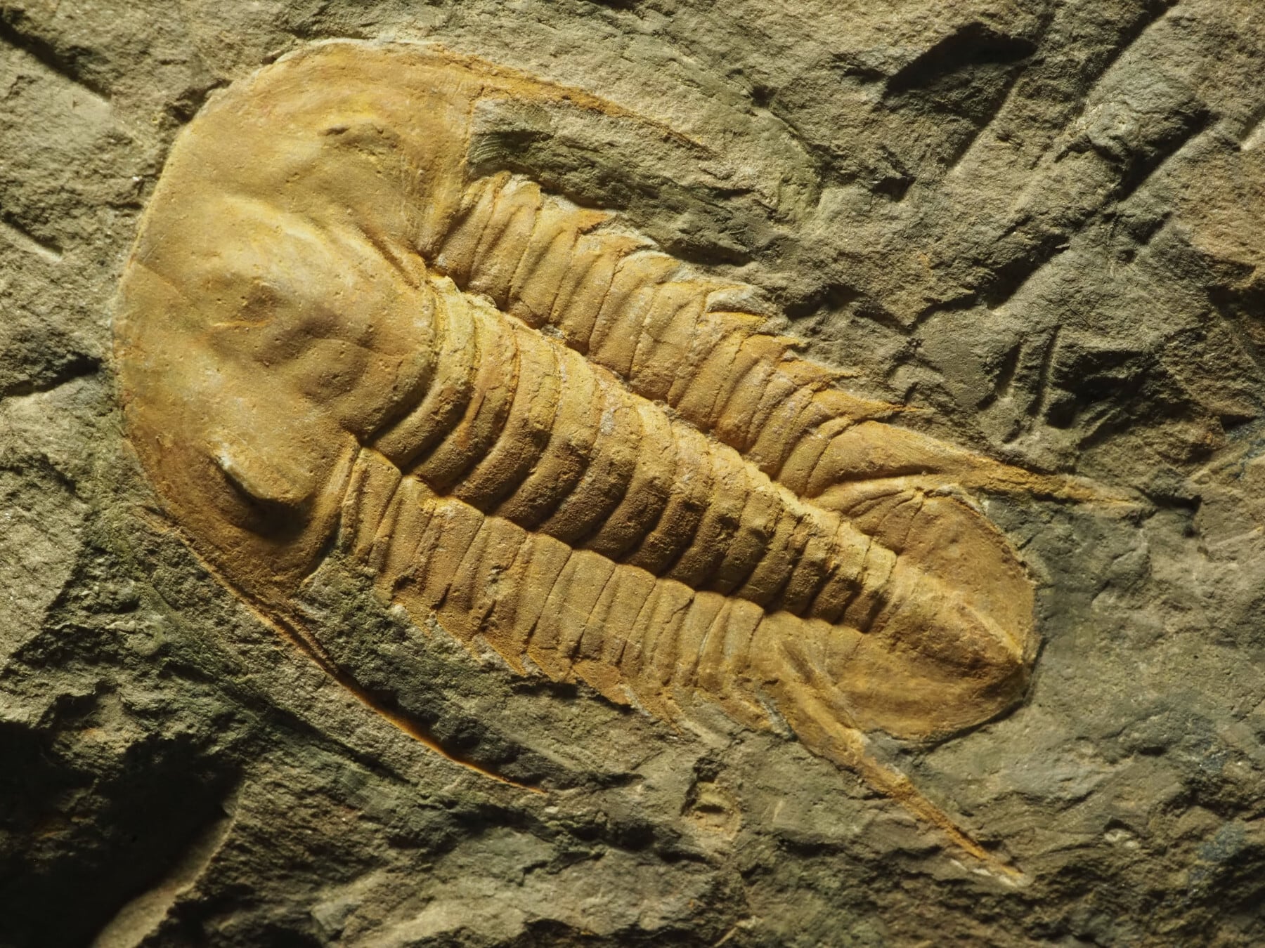 Trilobites / 三葉虫 | 化石・隕石・鉱物の販売 JURASSIC