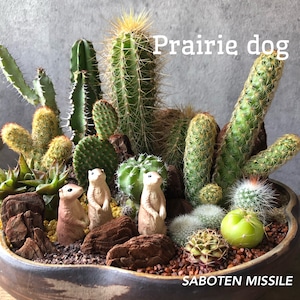 prairie dog プレーリードッグ