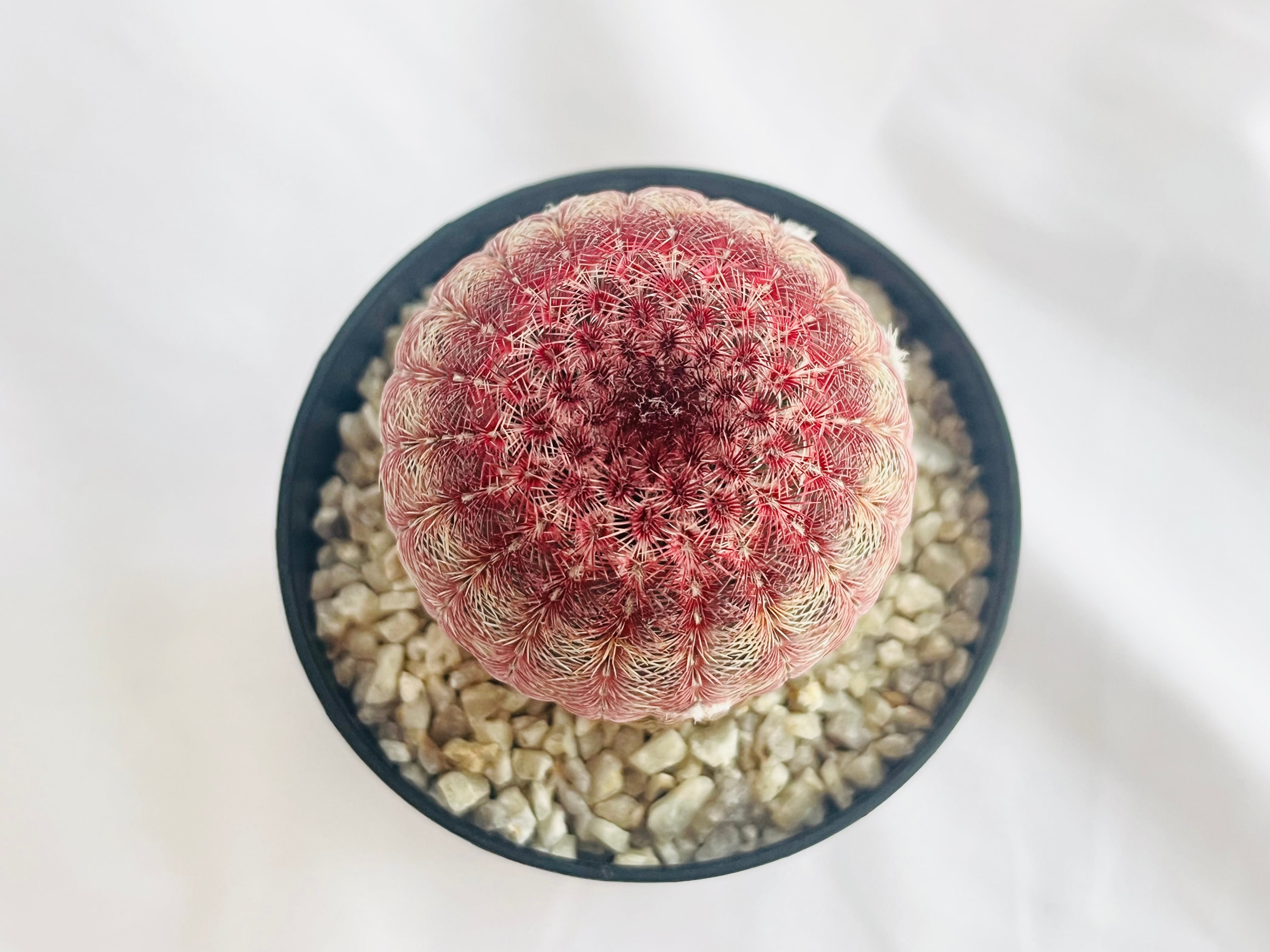 Echinocereus rigidissimus var. rubrispinus 紫太陽 サボテン