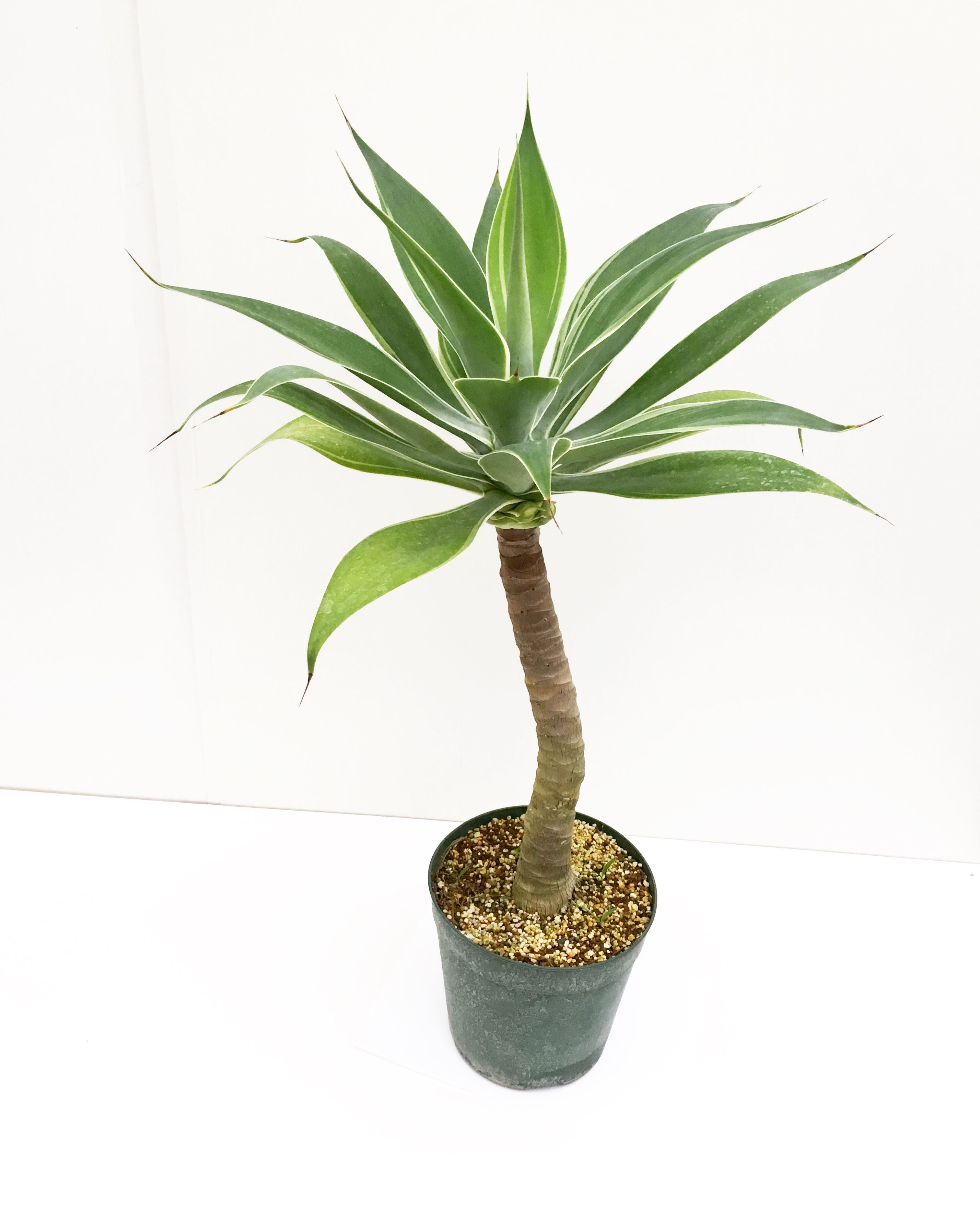 アガベ アテナータ 黄覆輪 大型