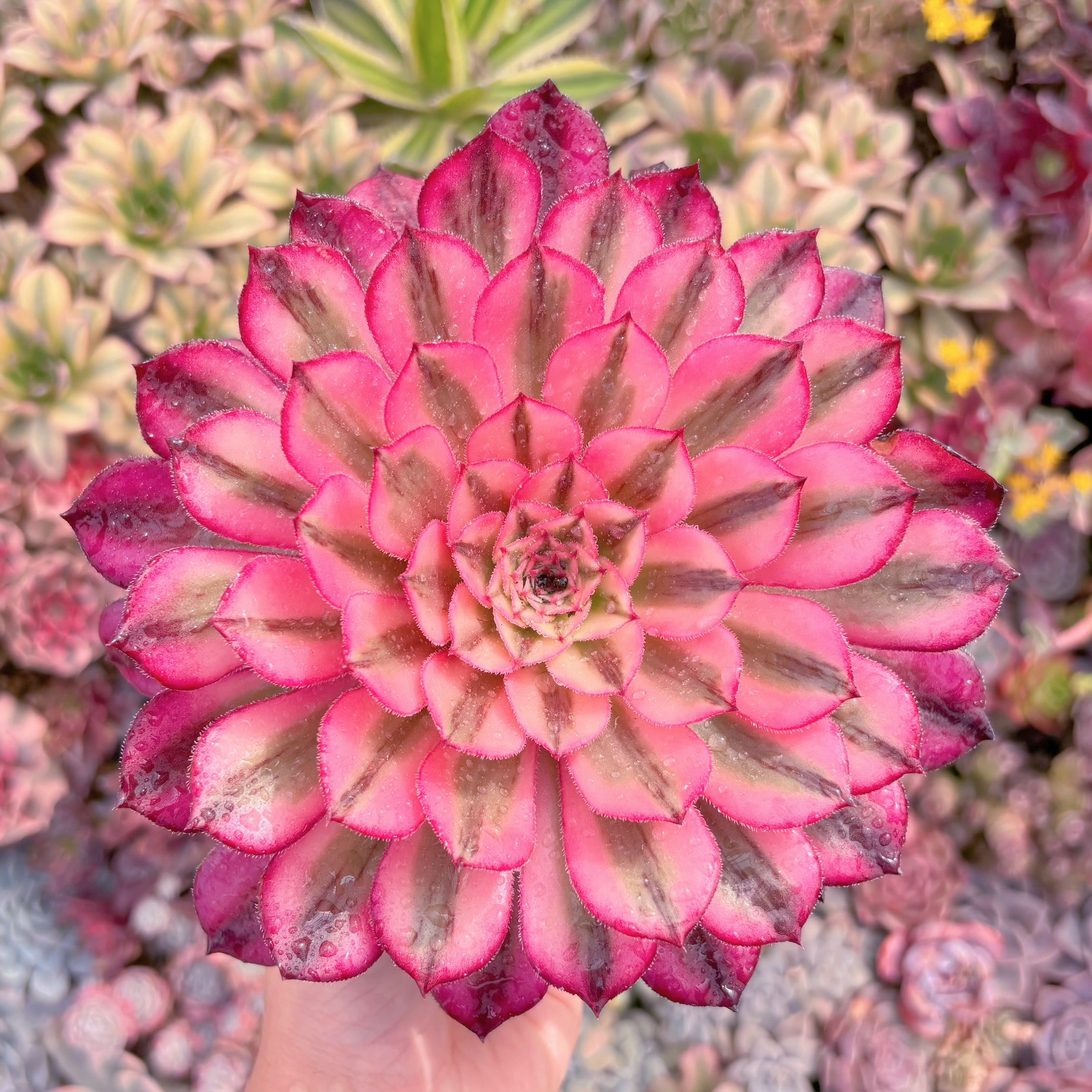 現品　白月光#514　大苗　るる農園