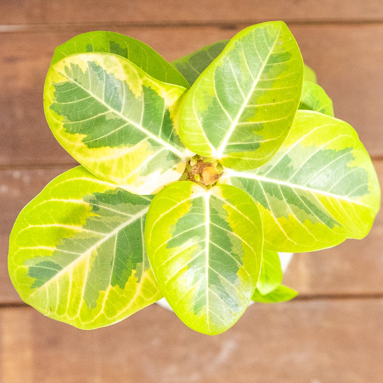 【モダンインテリア】フィカス アルテッシマ 曲線美を楽しむ 曲がり樹形 モルタル鉢 ミニマルで格好いい 丁寧な暮らし ■虫発生抑制