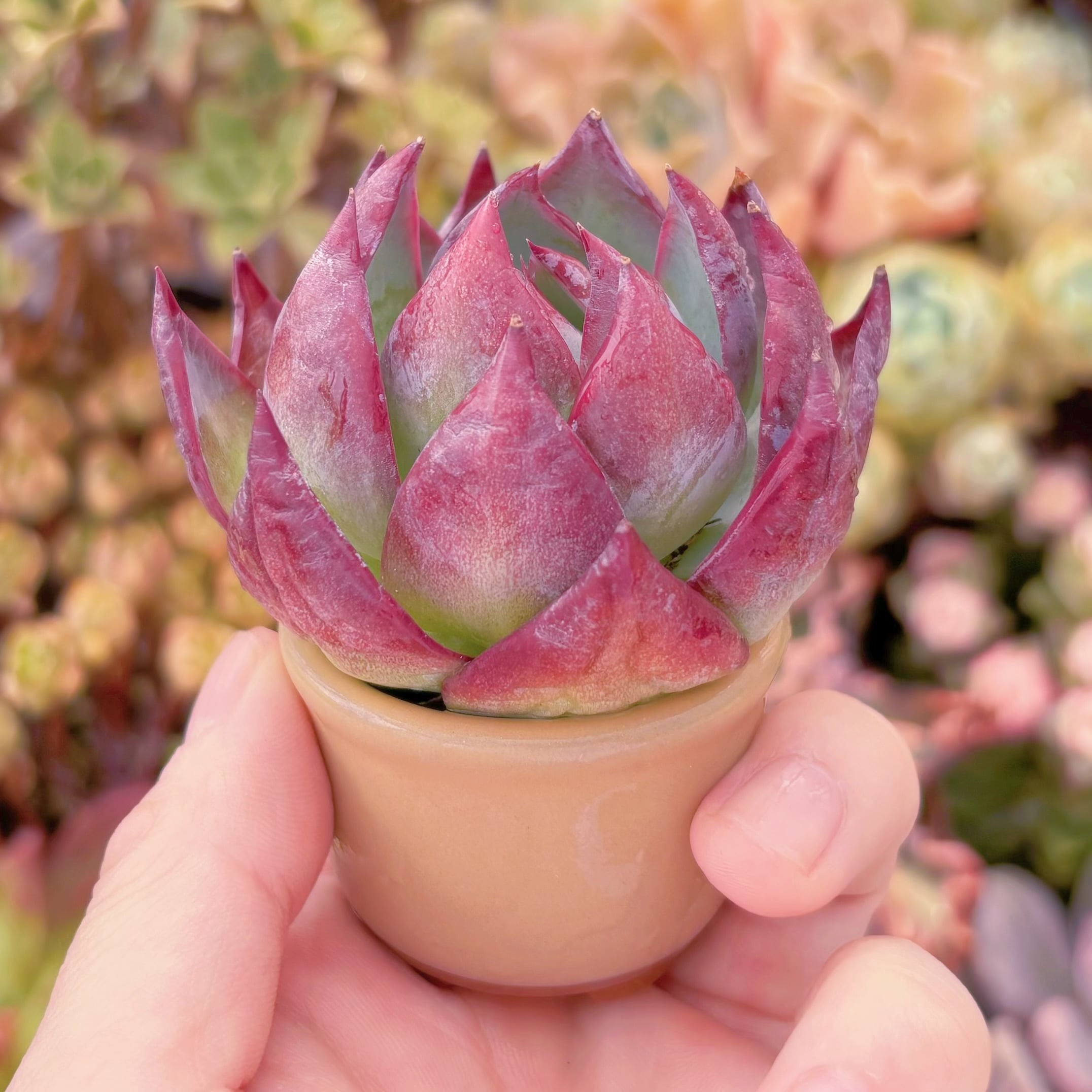多肉植物 カシオ(中) 新入荷 るる農園 | るる農園~多肉植物専門
