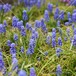 満開のムスカリ 【F_268】 Muscari in full bloom