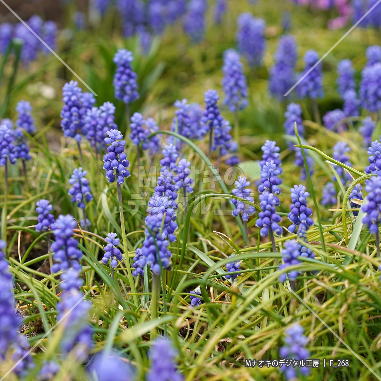 満開のムスカリ 【F_268】 Muscari in full bloom