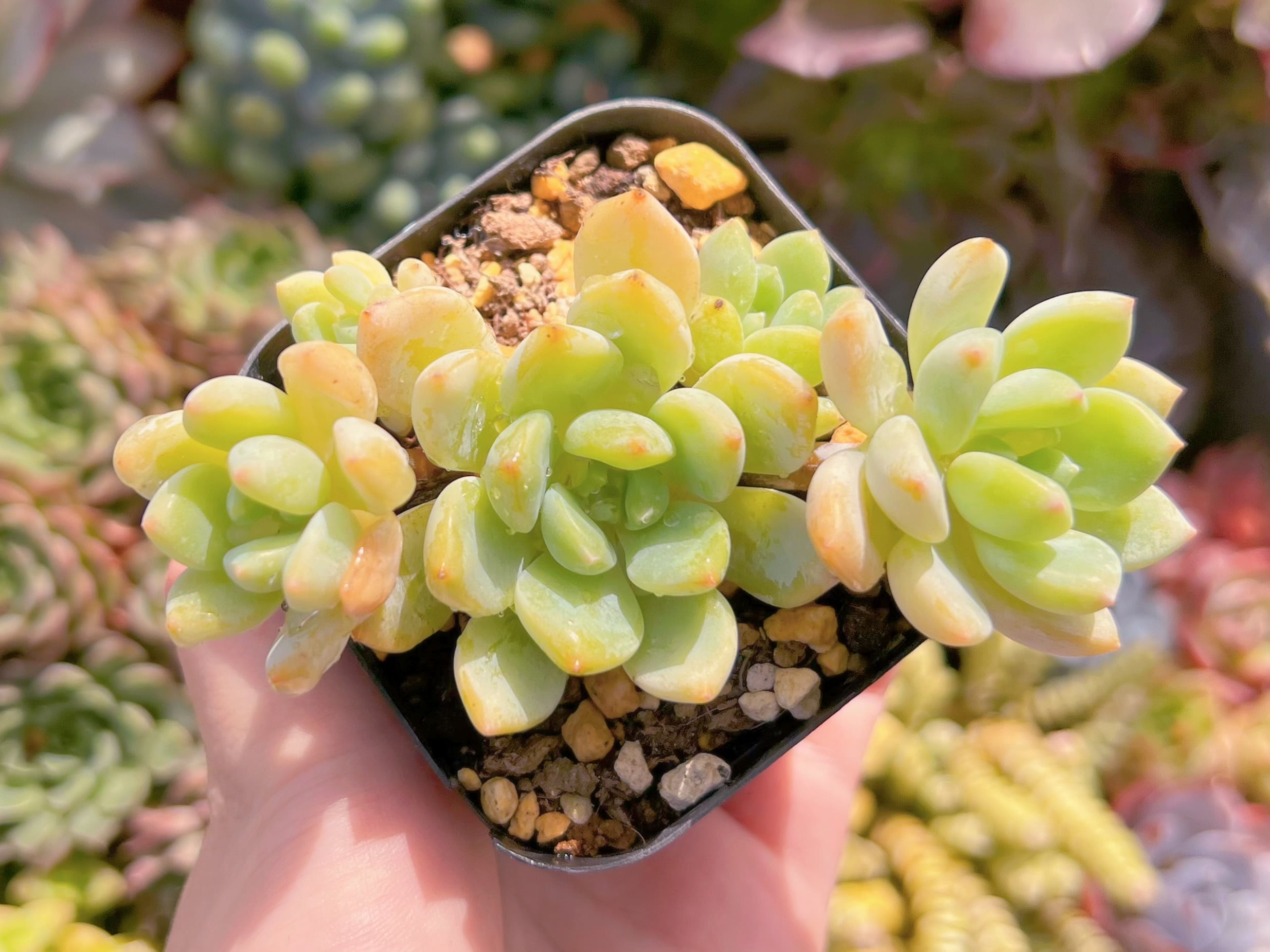 現品　千本桜#783　群生　るる農園