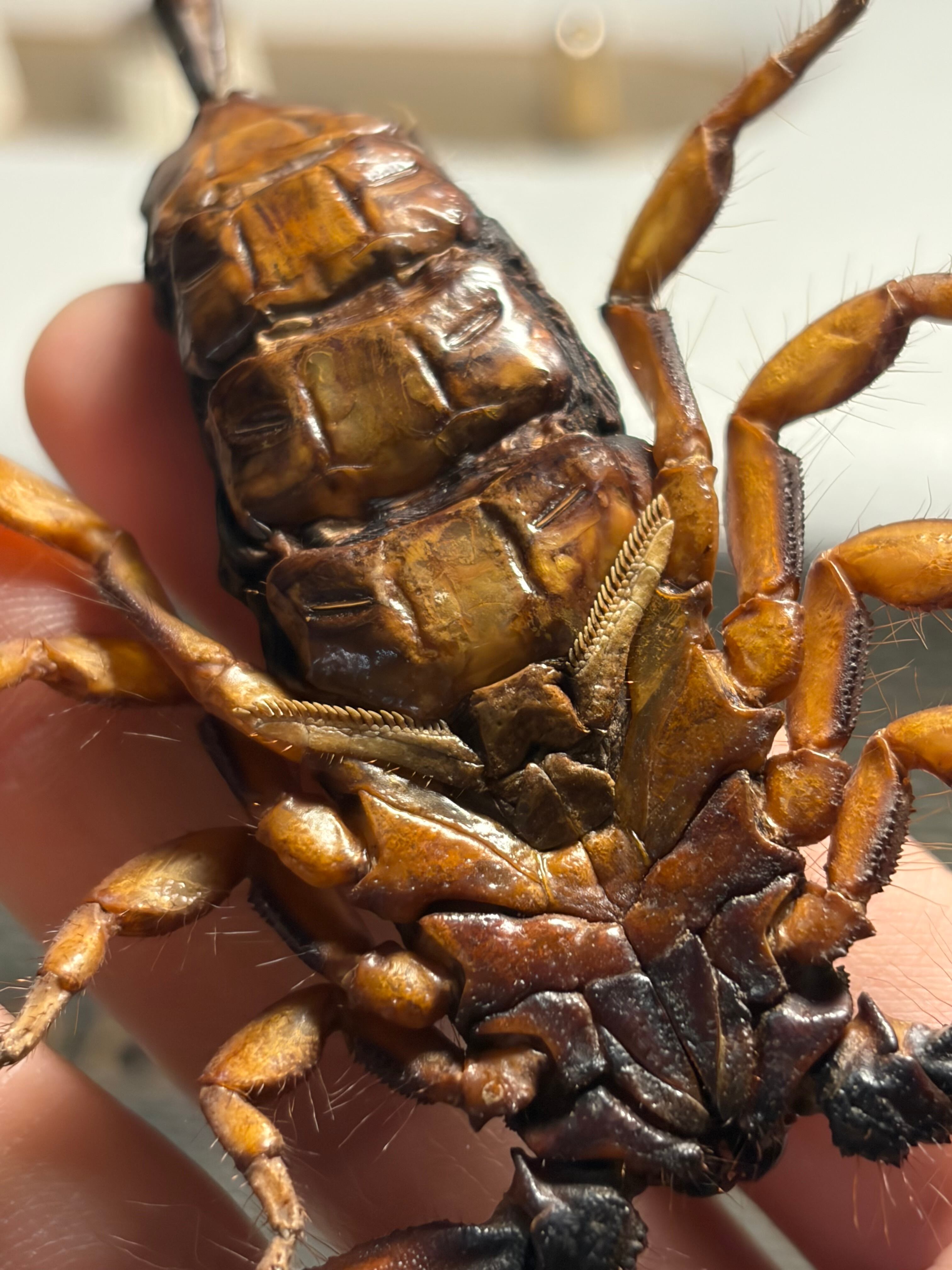 蠍最長寿種】フラットロックスコーピオン 全長13cm程サソリムカデ