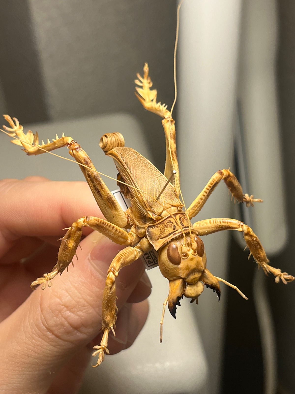 成虫】マキバネコロギス 昆虫標本バッタ キリギリスコロギスリオック直 
