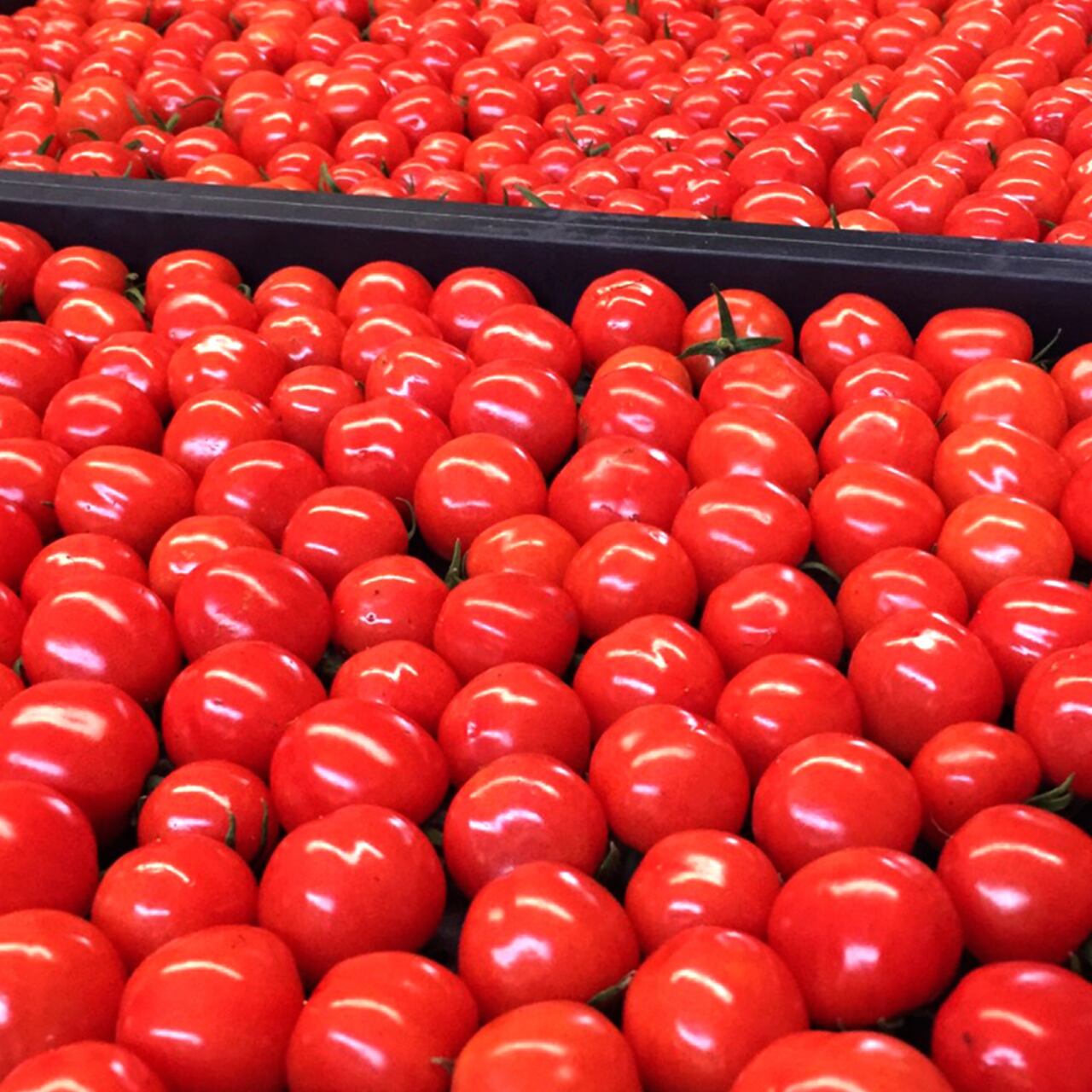 テレビにて紹介 初回限定お試し価格通常 Off 究極のトマトジュース Pomato Juice 500ml 1本 お一人様2本まで 化粧箱無し Pomona Farm