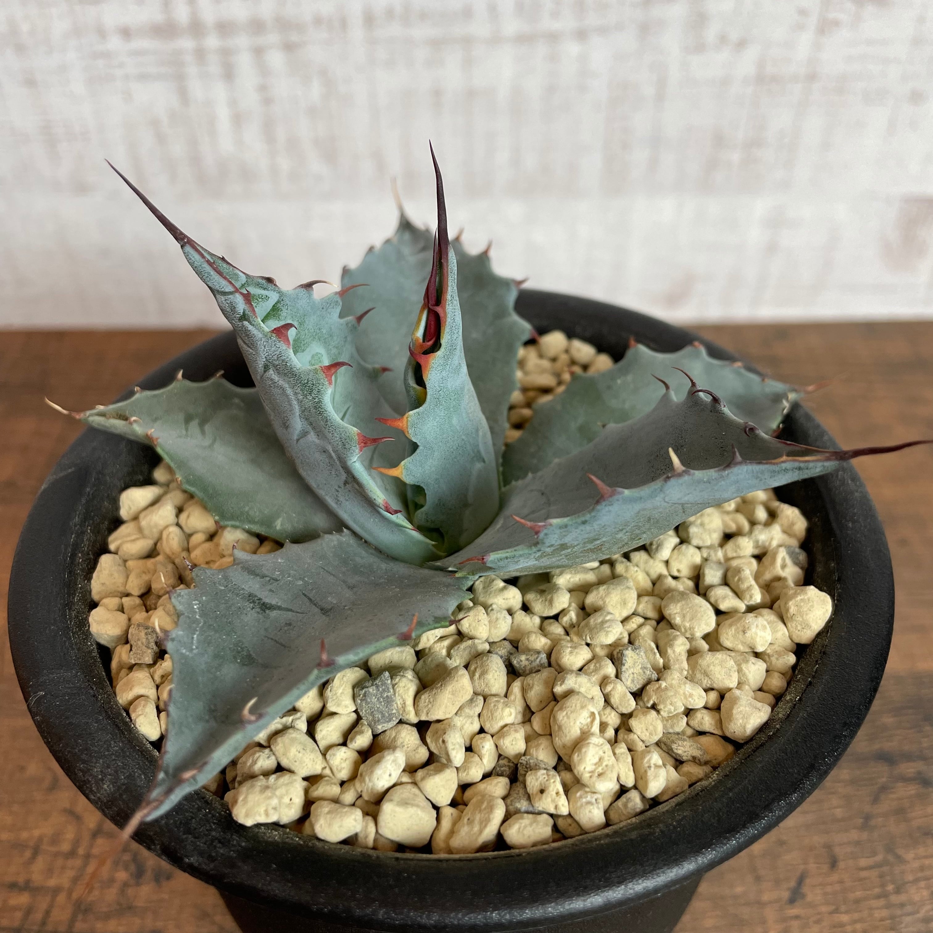 Agave parassana 良棘 / 4号鉢 アガベ パラサナ 発根済み