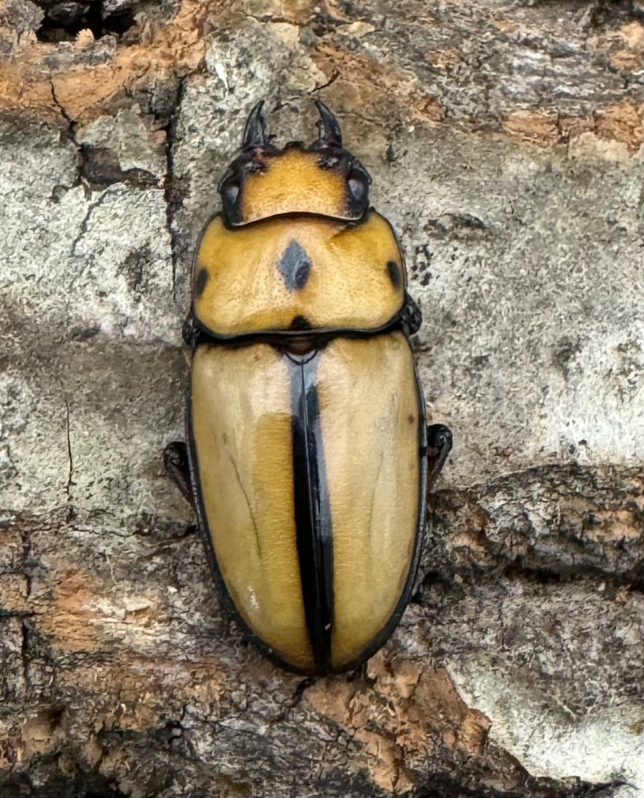 【WD】《オキピタリスノコギリ原名亜種 49mm A'品ペア》