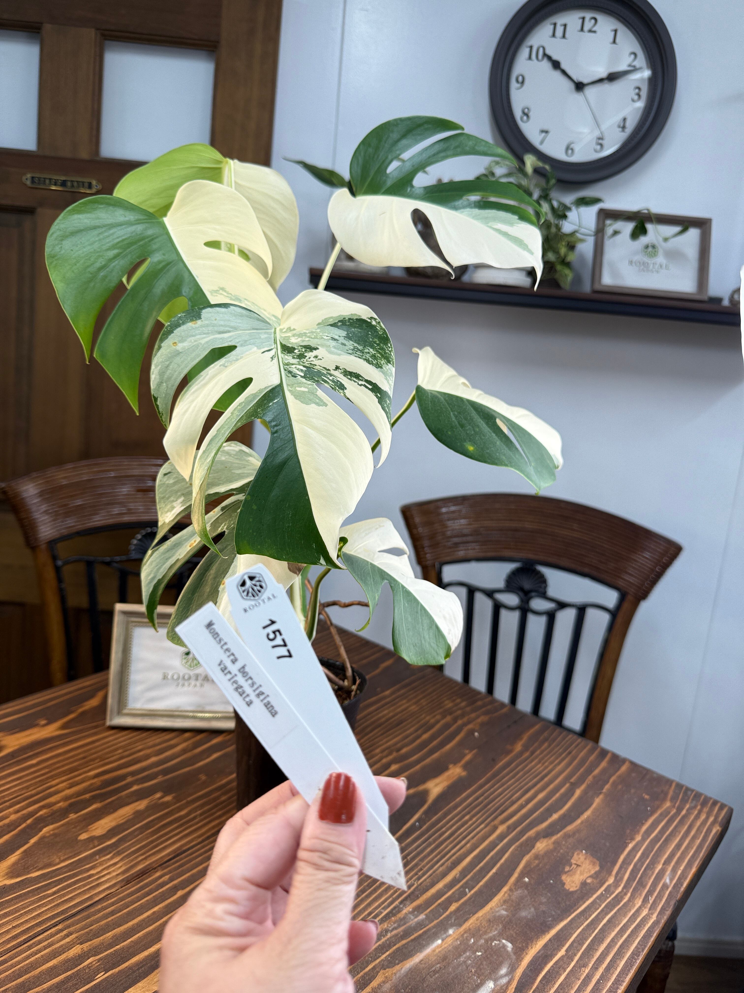 （こーじ）#5 モンステラ ミント　2号鉢サイズ　TC純化済株 ネコポス こーじ様専用）#5 モンステラ ミント 2号鉢サイズ TC純化済株