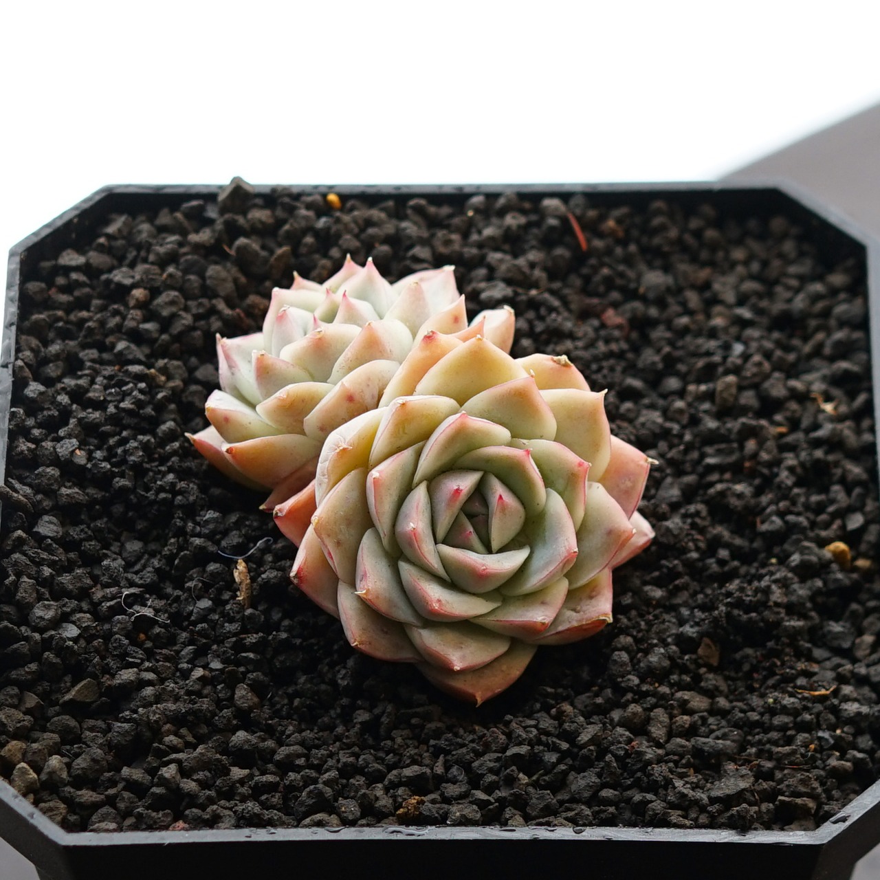 カット苗 リトルジョー 2頭群生 Echeveria 'Little Joe'