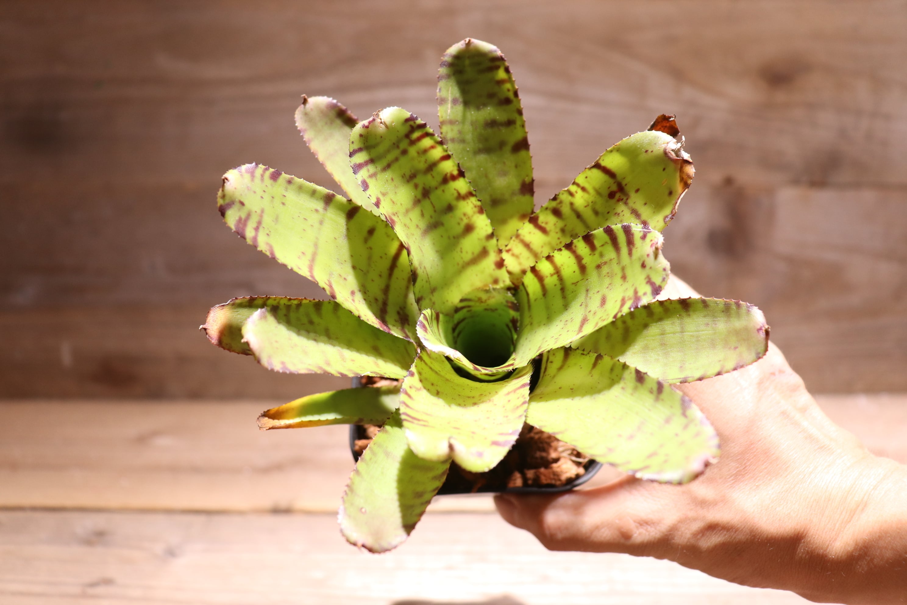 送料無料】Neoregelia 'Hannibal Lecter' x punctatissima