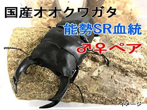 特大】オオクワガタ 能勢SR血統 ペア オス84.5mm | 輝心堂 最高級菌糸