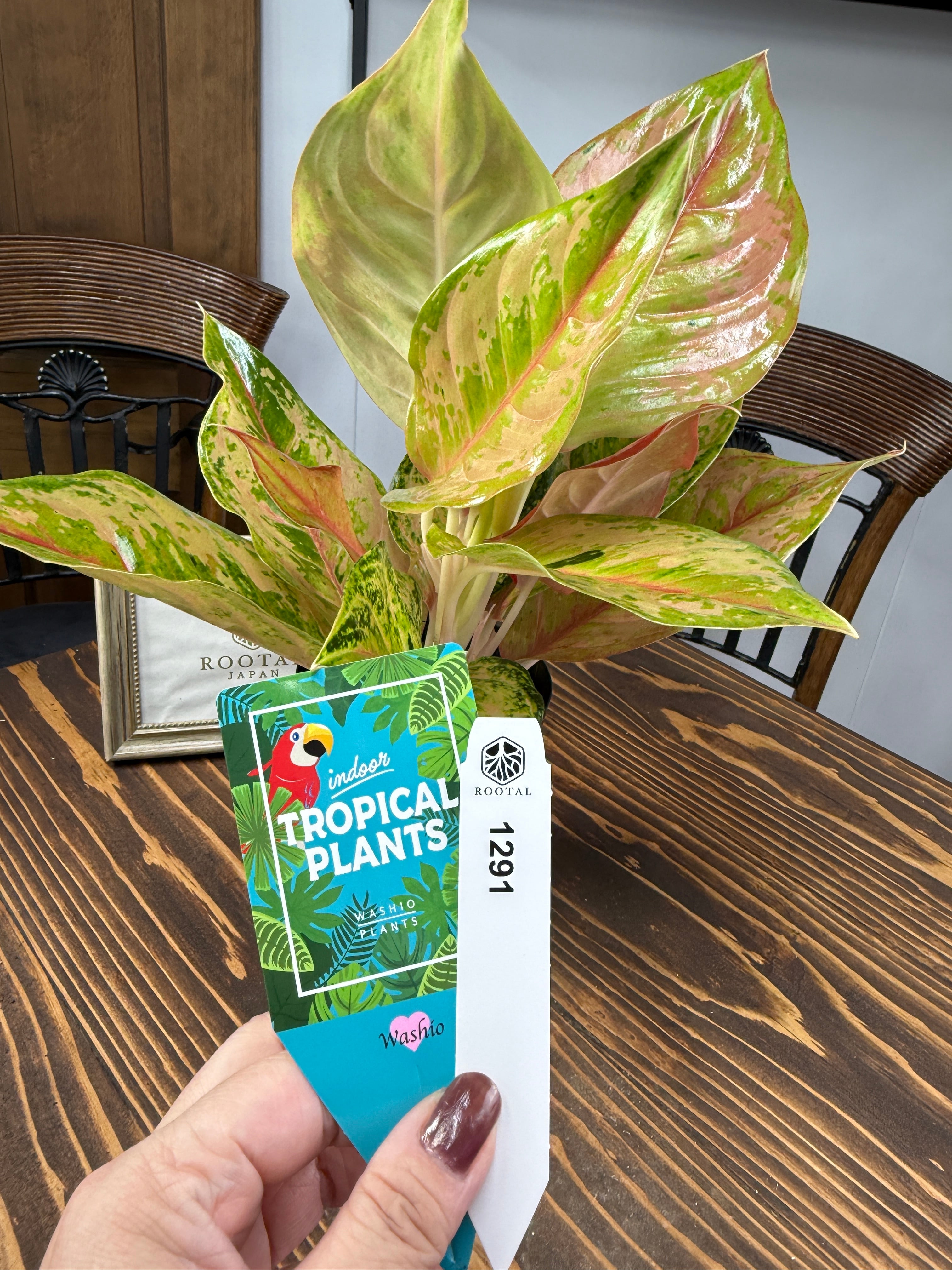 アグラオネマ | ROOTALPLANTS