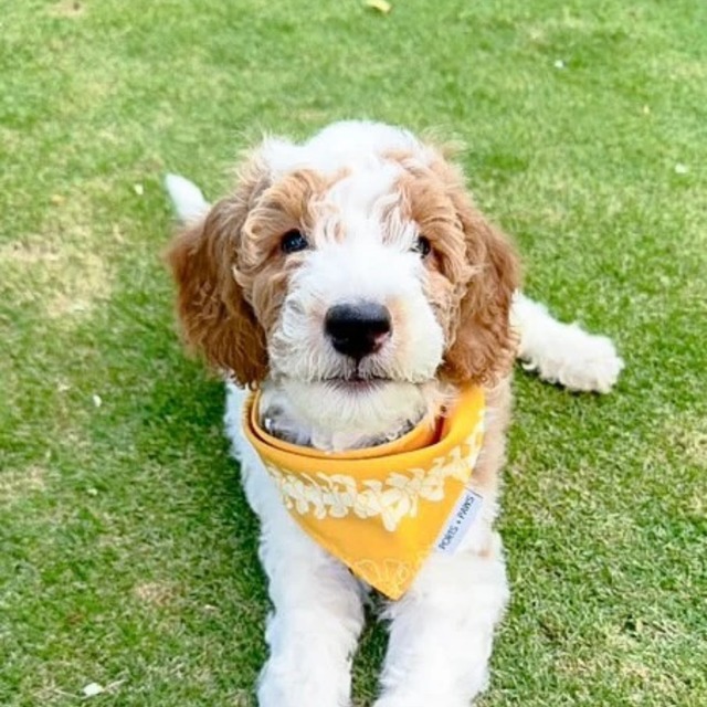 QUICK DRY バンダナ / PORTS + PAWS ハワイ 犬 プアケニケニ