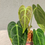 【希少な交配種】アンスリウム・ワロクアーナム × レガレ / Anthurium warocqueanum × regale / 観葉植物<育て方・花言葉>