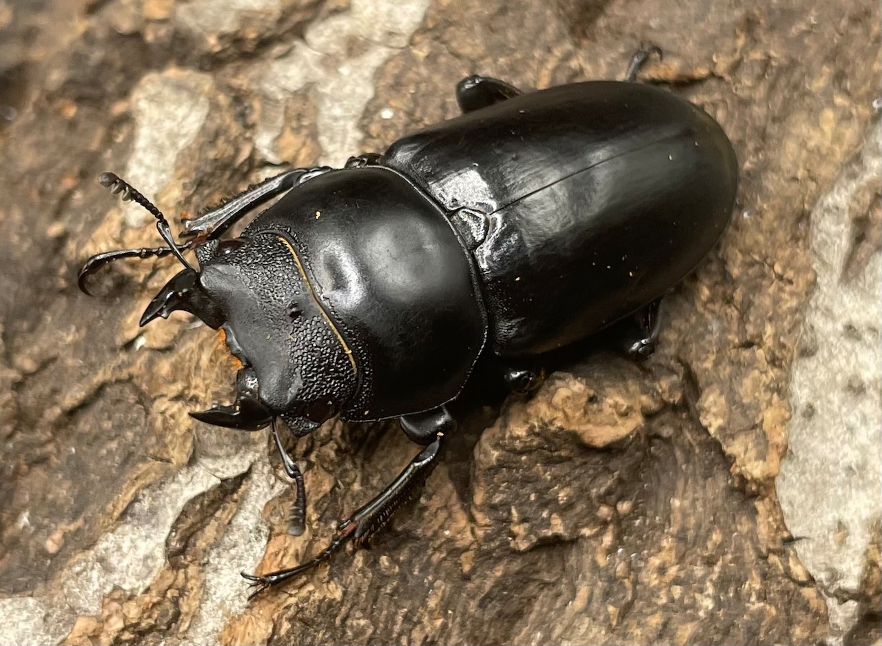 【WD】チベット産《 ネパレンシスssp. 37mm ♀単》