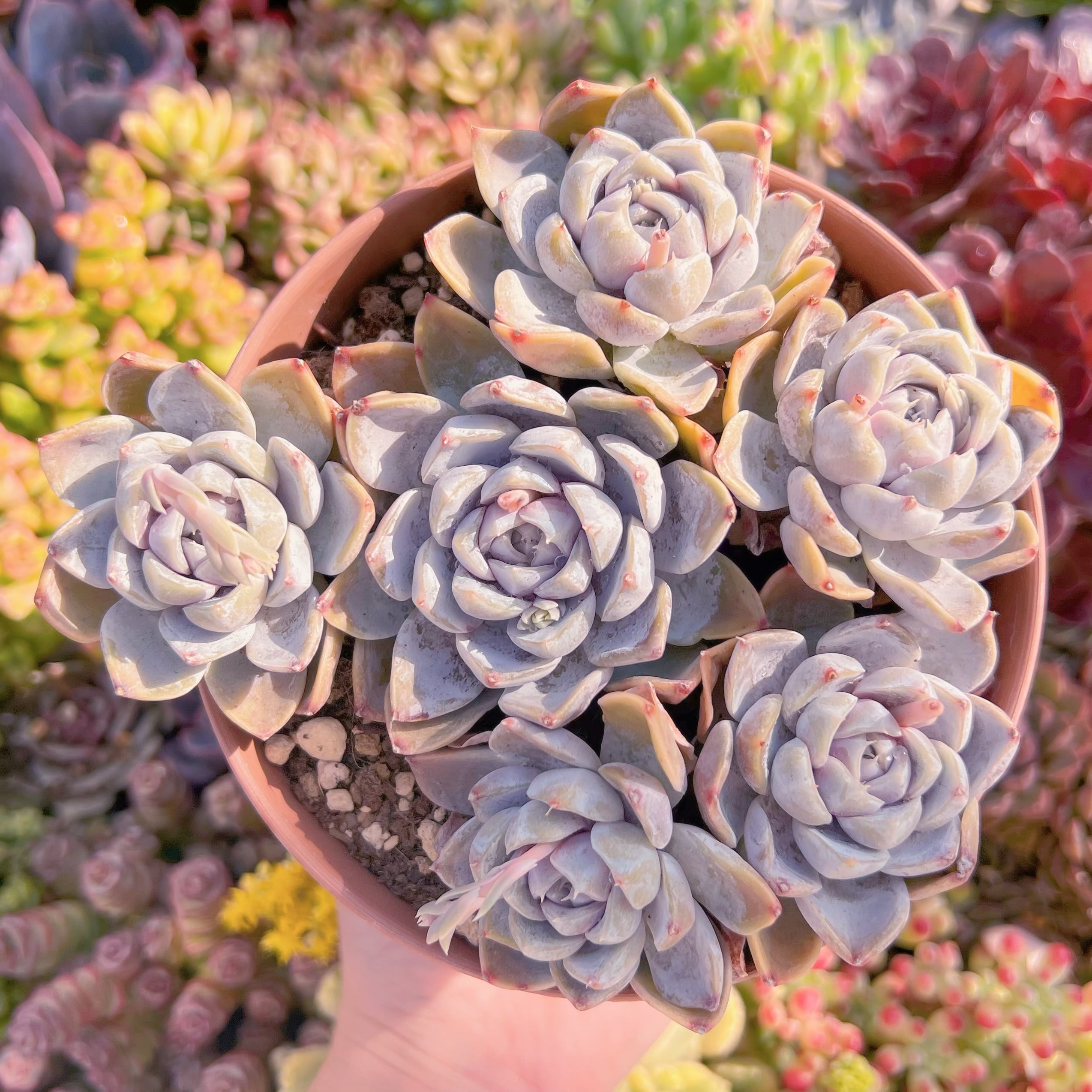 現品　雪兎#K114　大群生　るる農園