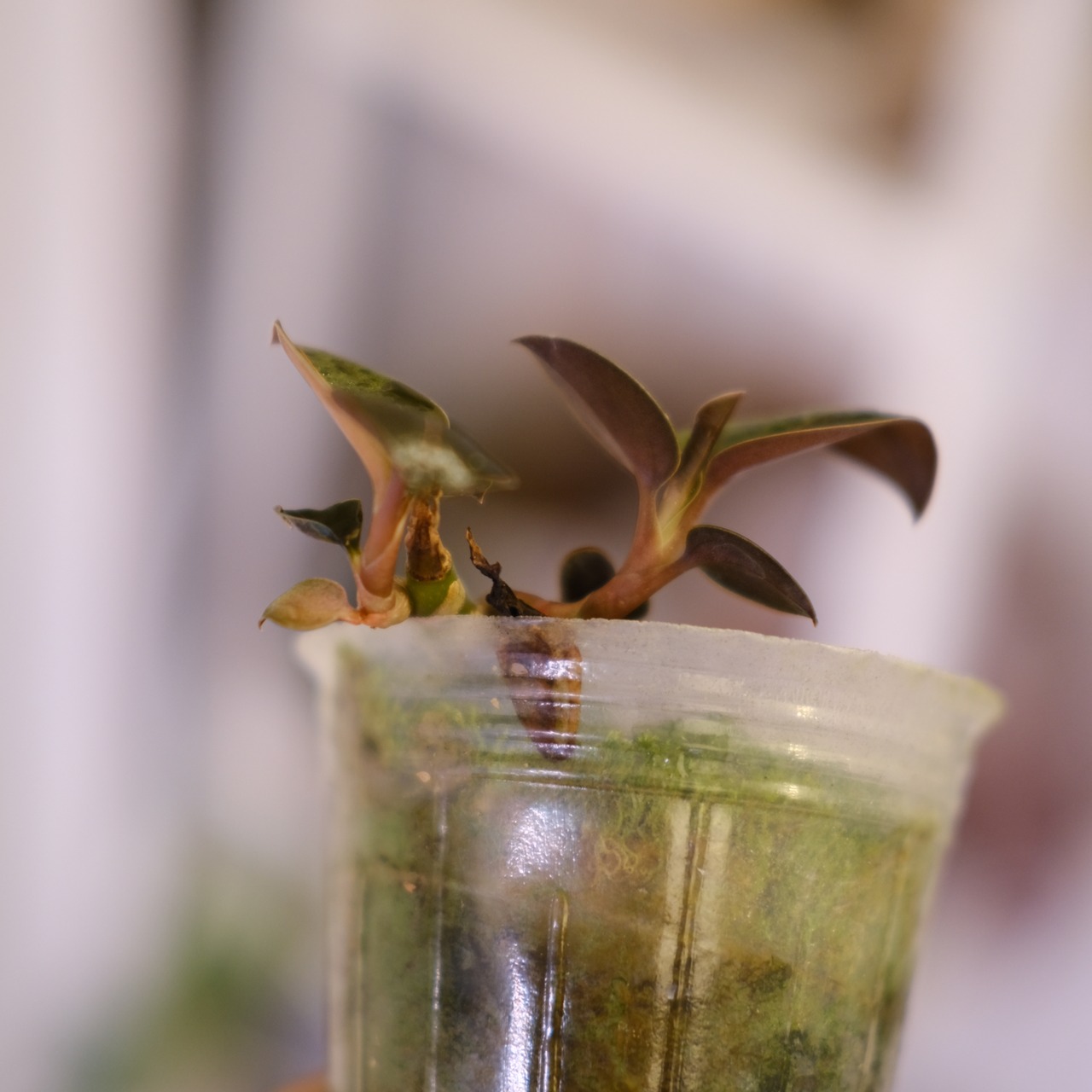 Ludisia discolor var. nigrescens｜ルディシア ディスカラー ニグレスセンス｜観葉植物