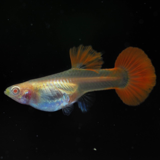 【セール】RREAレッドテールタキシード　若魚2ペア