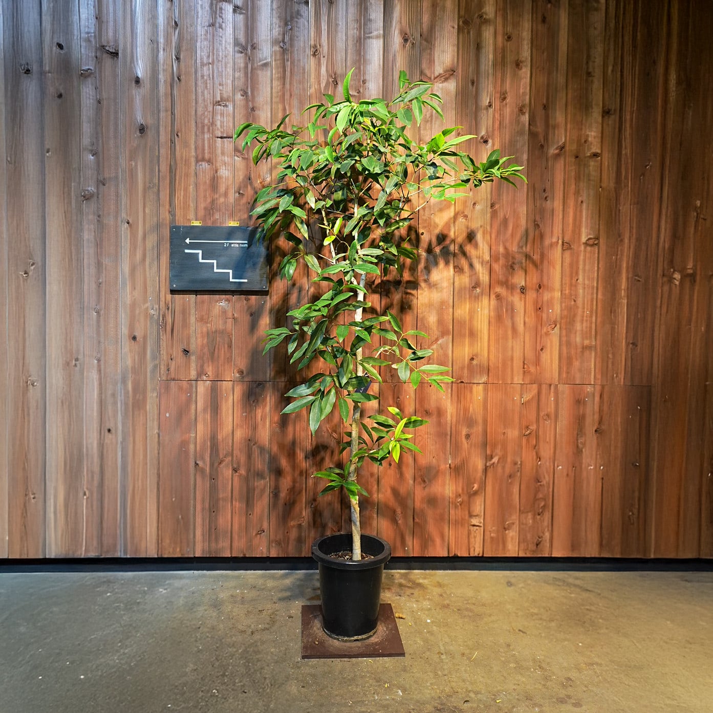 アマゾンオリーブ 曲げ仕立て オシャレなロング鉢植え 屋外育成