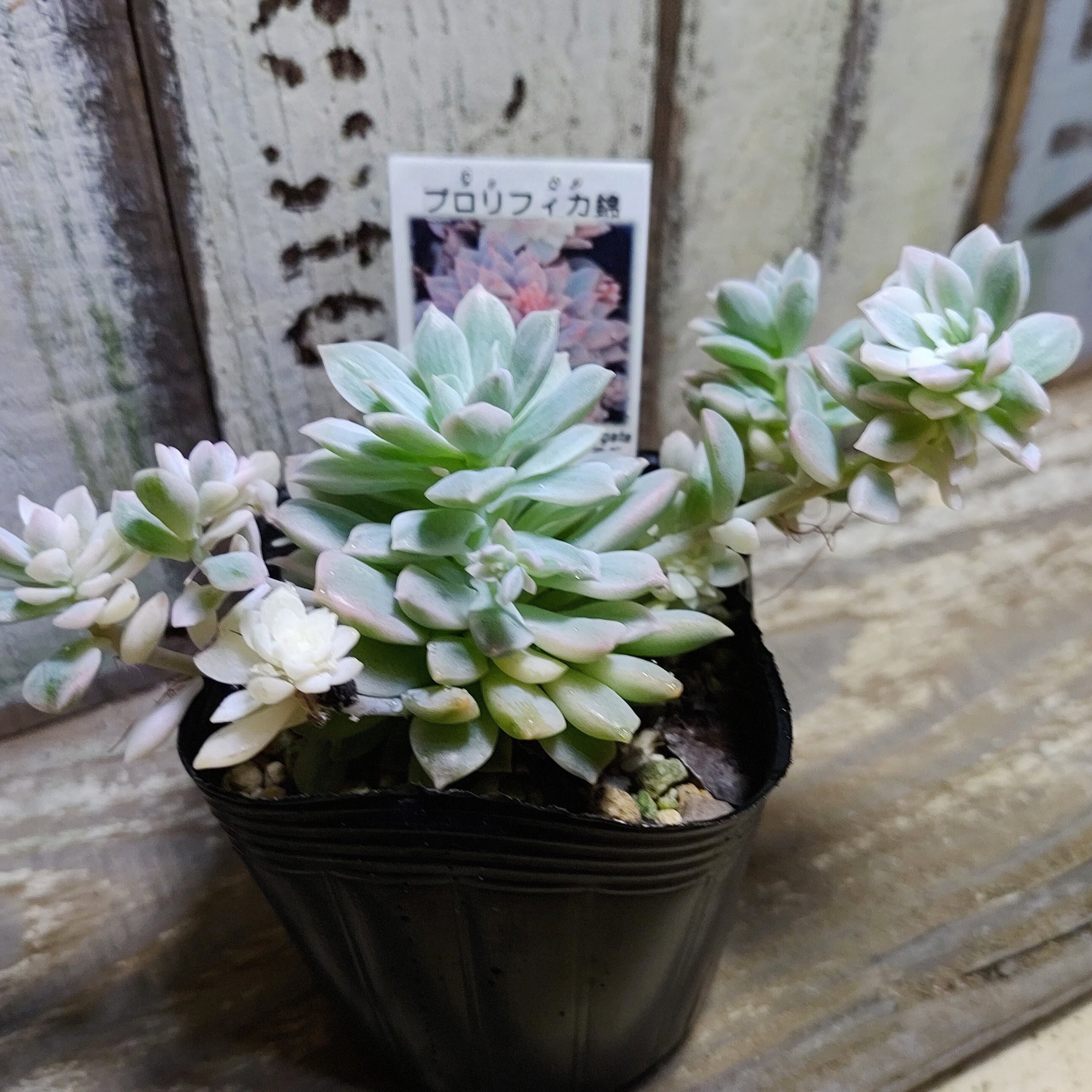 エケベリア プロリフィカ錦 | RuPo 多肉植物専門店