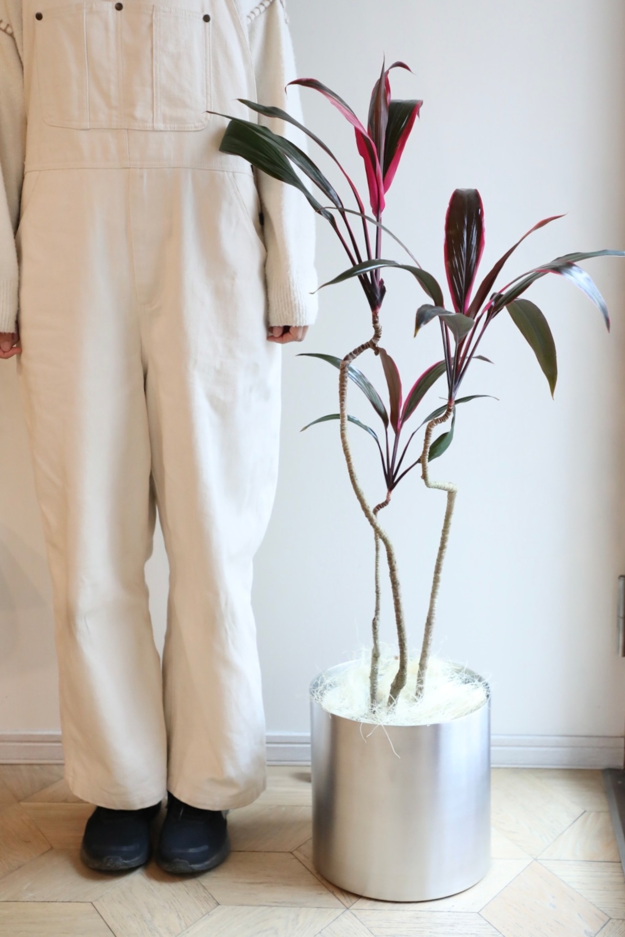 【渋谷区周辺エリア/配送料無料】【L】コルジリネ アイチアカ/Cordyline fruticosa aichiaka※陶器鉢カバー別