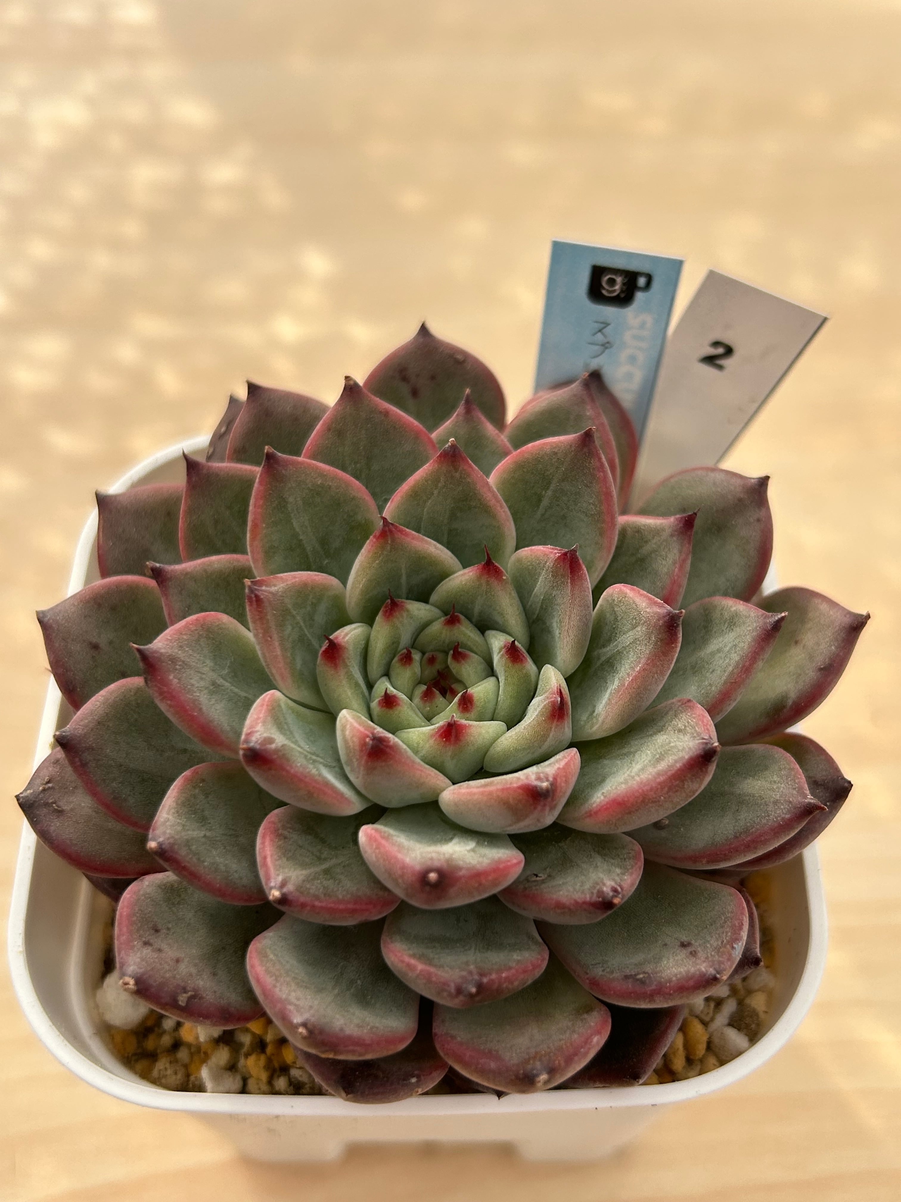 韓国苗 | 多肉植物食堂