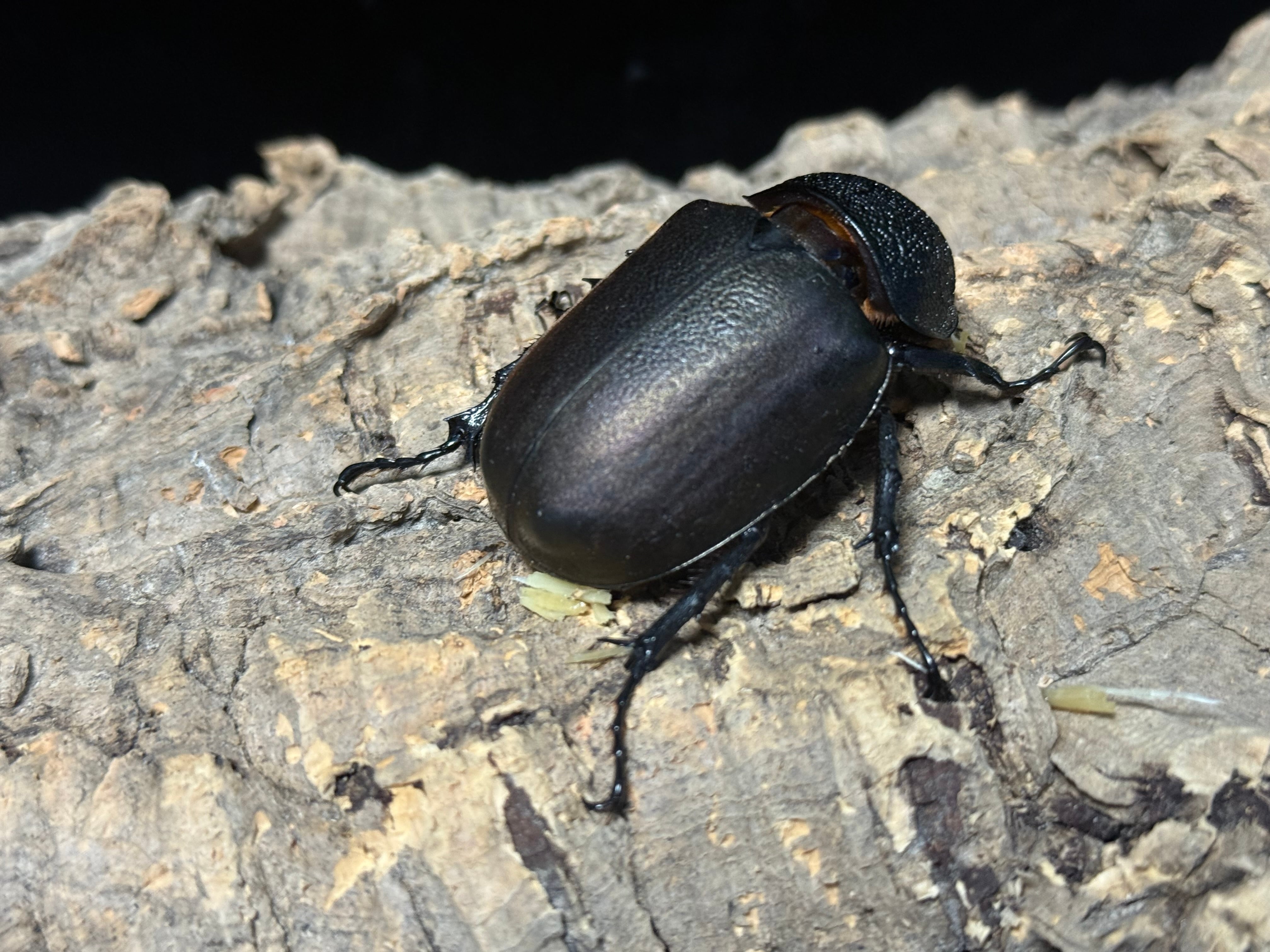 WD タイリクコーカサス ♂112mm ♀57mm ペア | BeetleHouse79