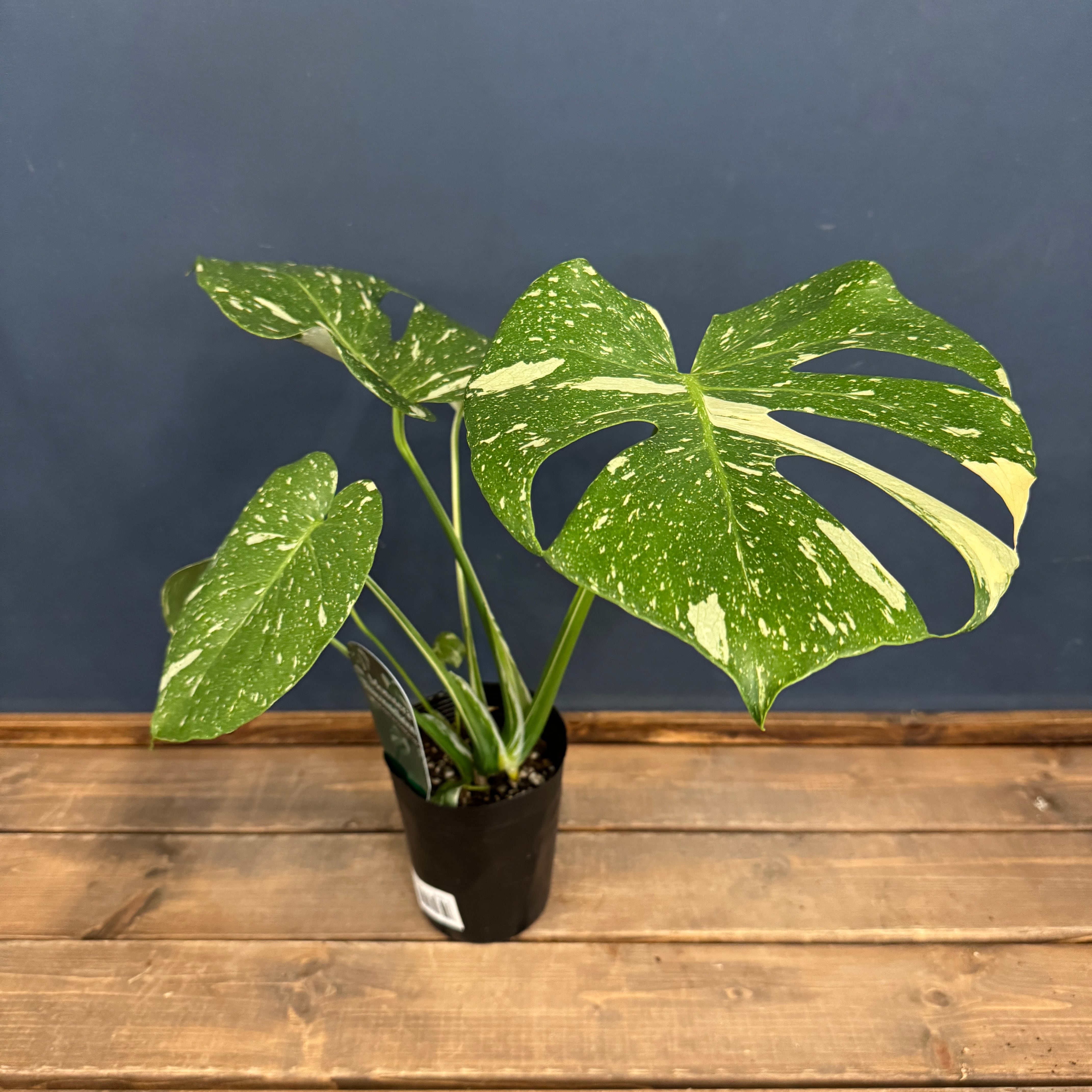 モンステラ タイコンステレーション【1002】 | PROTOLEAF プロトリーフ